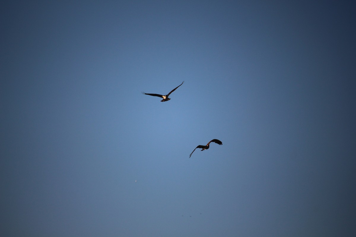 Osprey - ML642400621