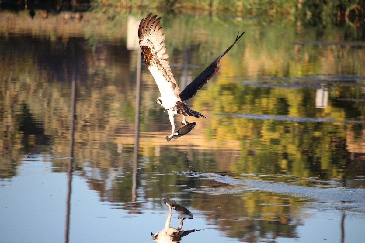 Osprey - ML642400622