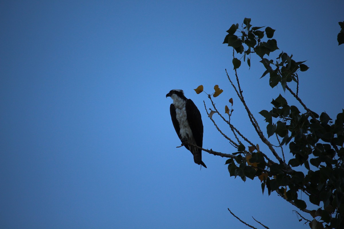 Osprey - ML642400623