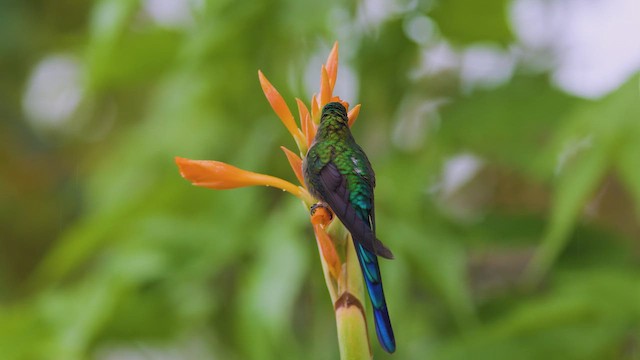 Violet-tailed Sylph - ML642400624