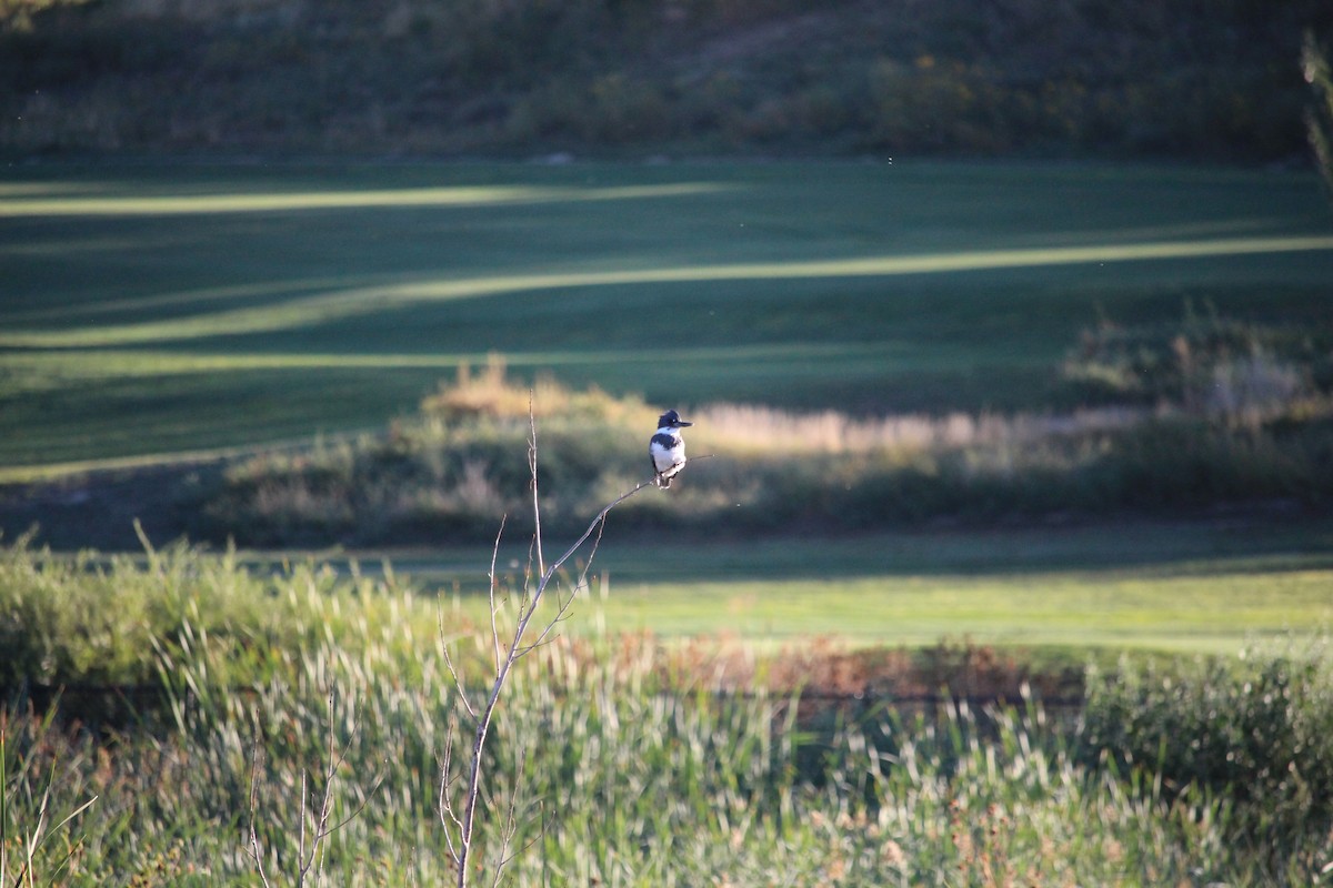 Belted Kingfisher - ML642400627