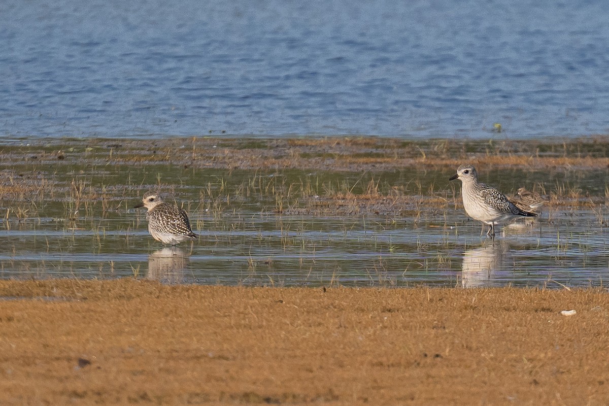 Black-bellied Plover - ML642400667