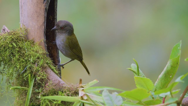 Dusky Chlorospingus - ML642400670