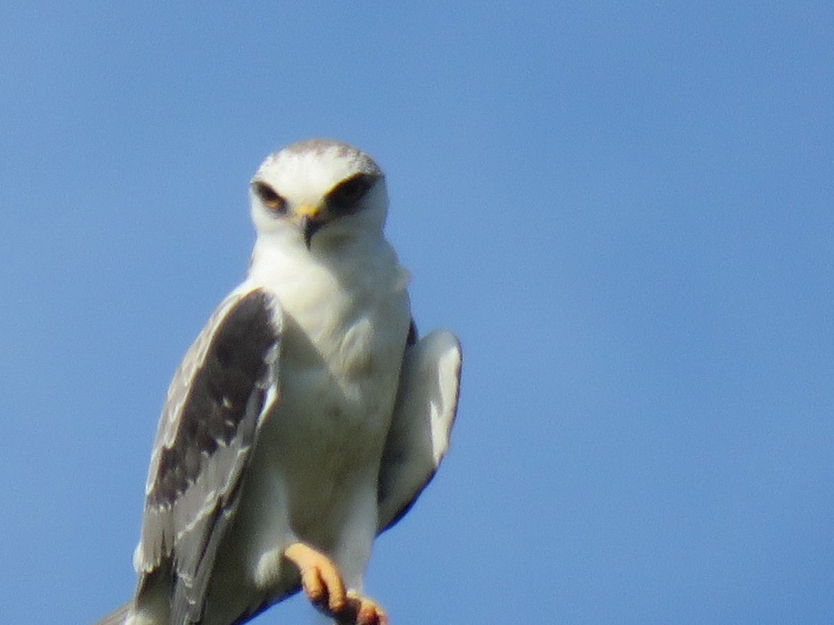 White-tailed Kite - ML642400686
