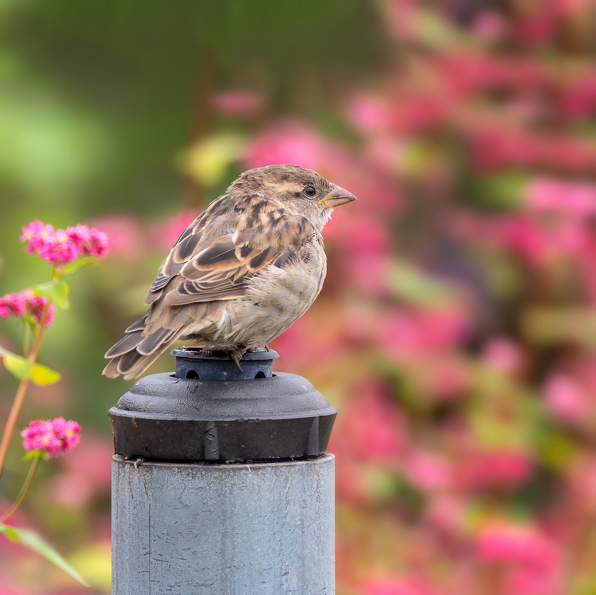 Moineau domestique - ML642400689