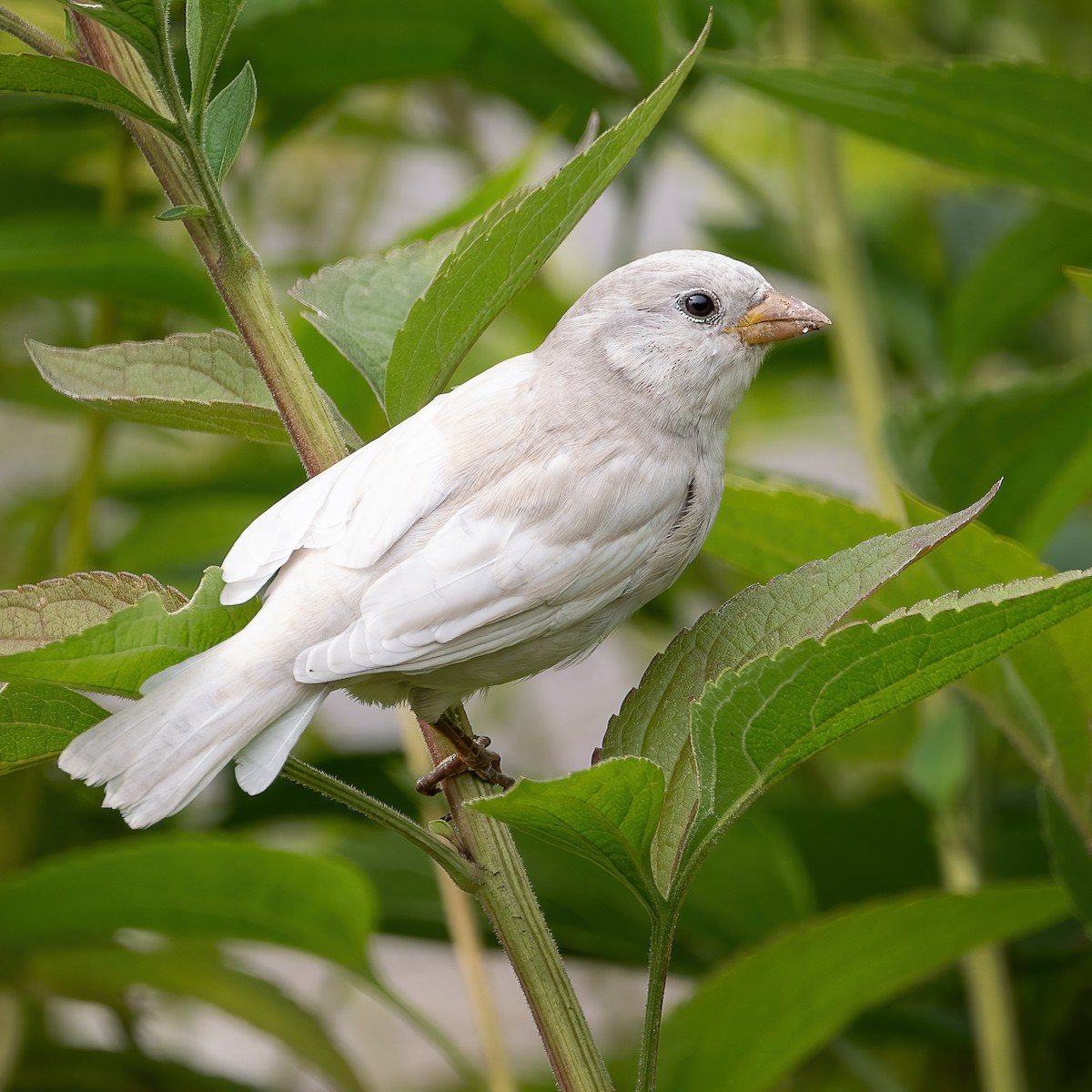 Moineau domestique - ML642400690