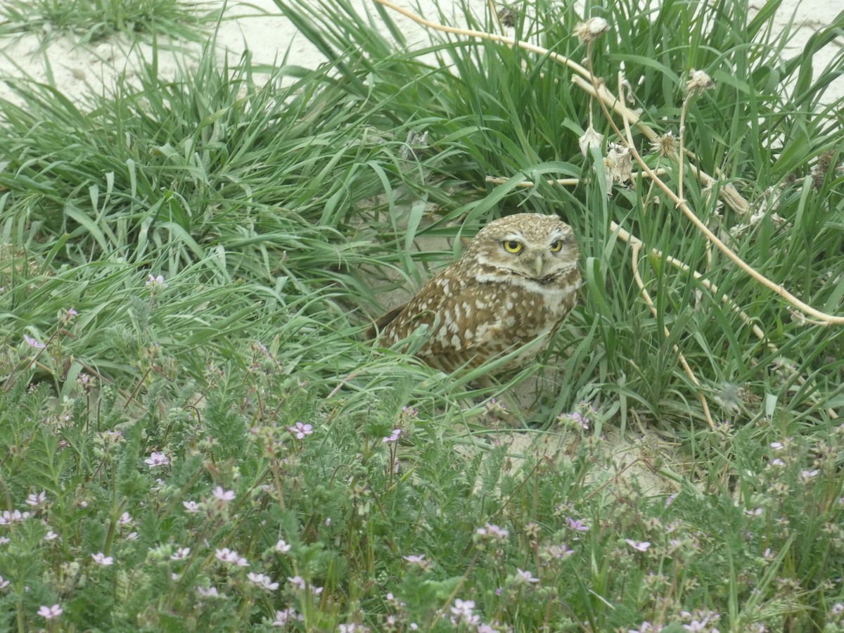 Burrowing Owl (Western) - ML642400695