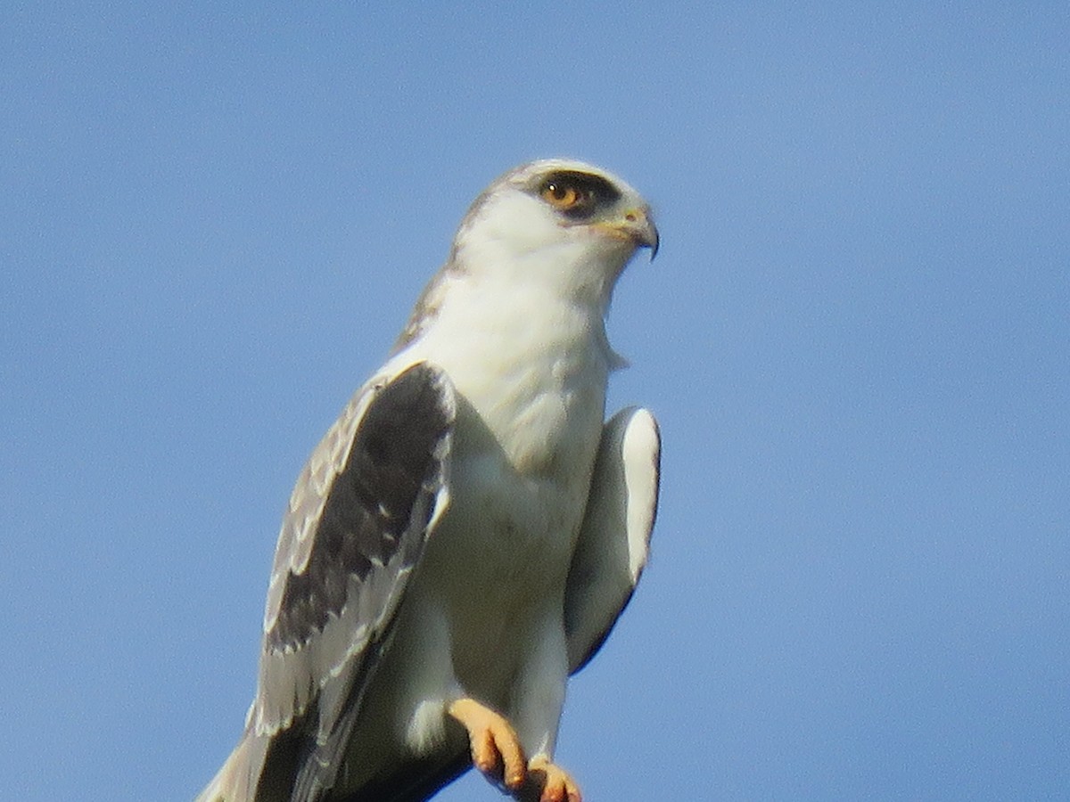 White-tailed Kite - ML642400704
