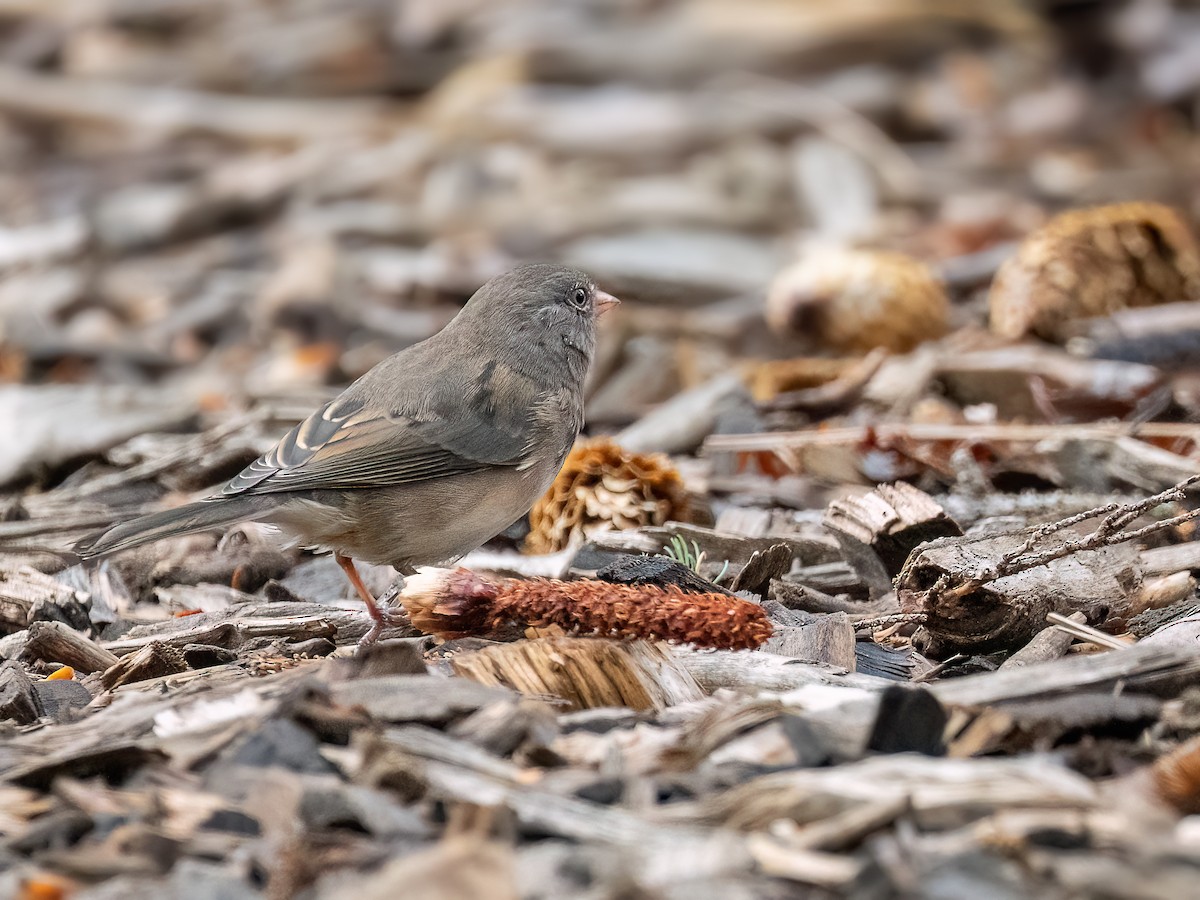 Junco ardoisé - ML642400716