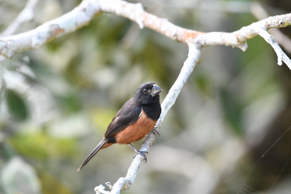 Chestnut-bellied Seed-Finch - ML642400733