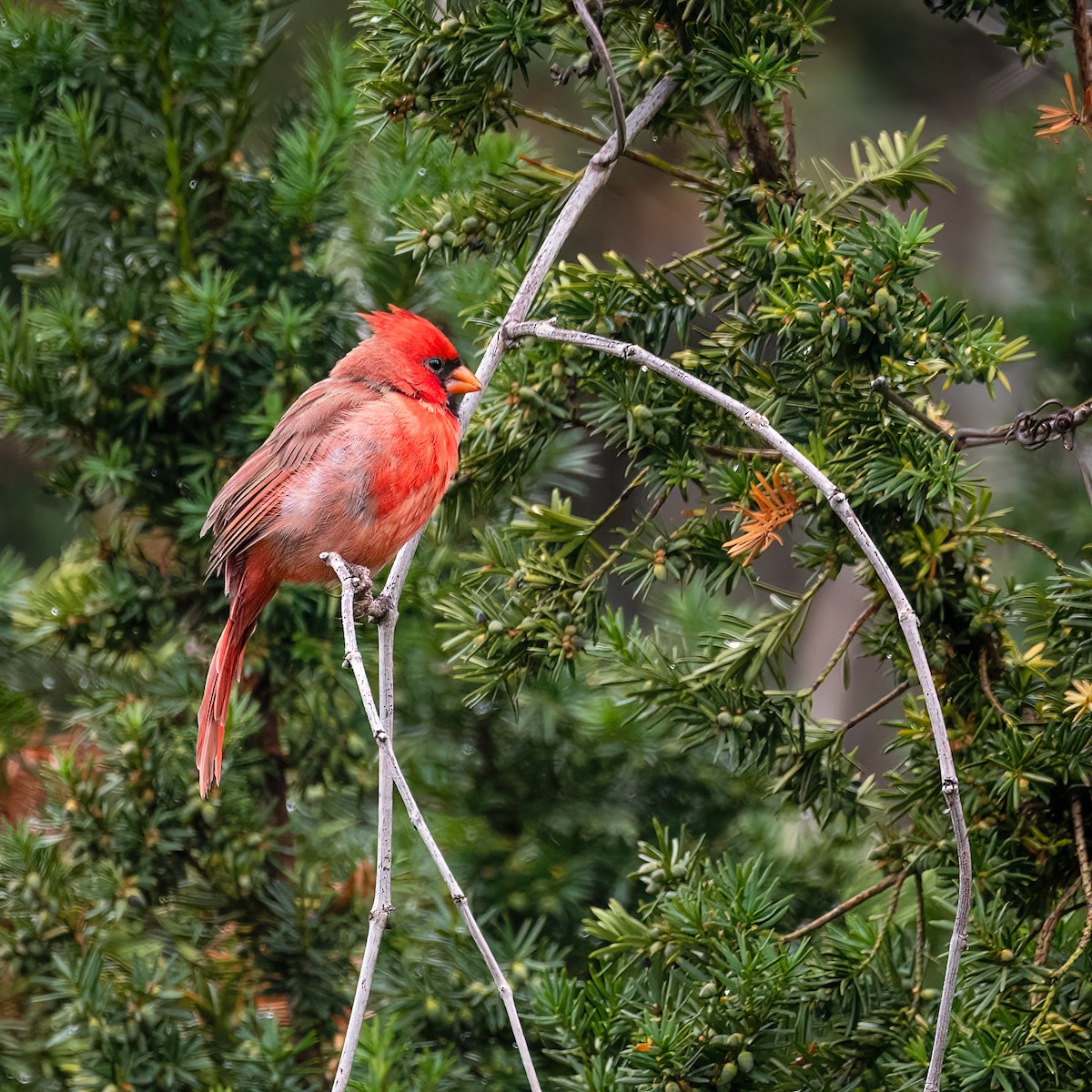 Cardinal rouge - ML642400784