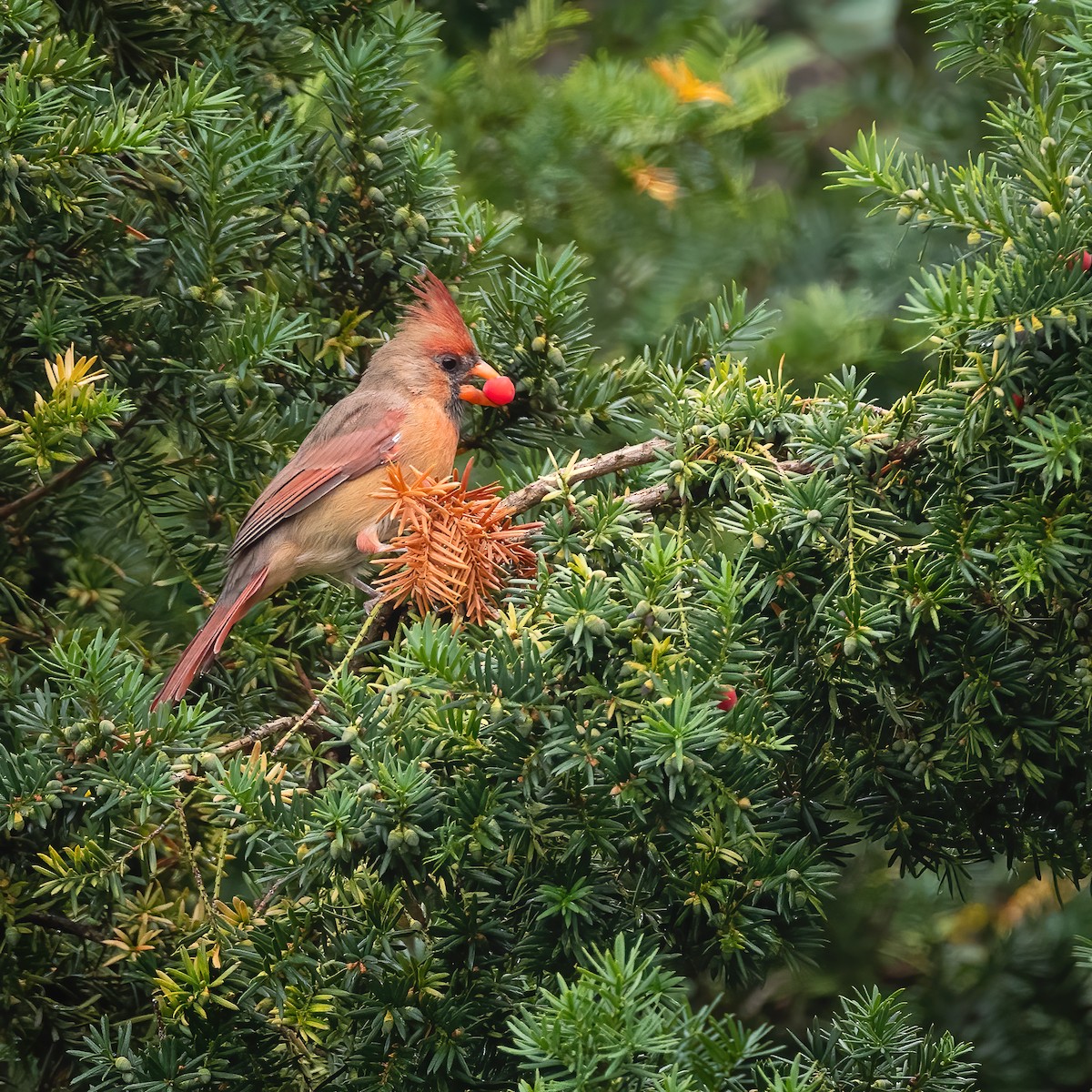 Cardinal rouge - ML642400785