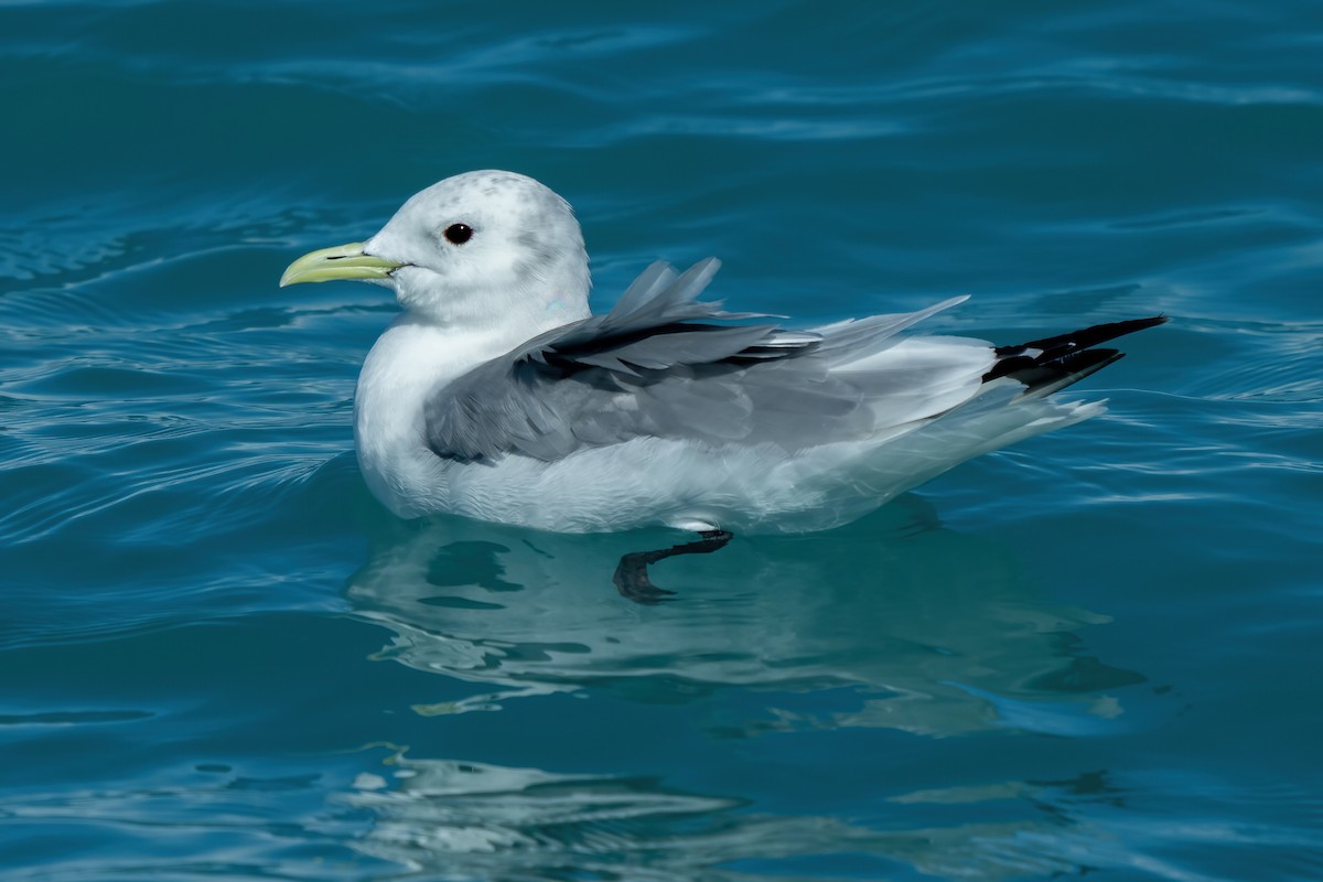 Mouette tridactyle - ML642400798