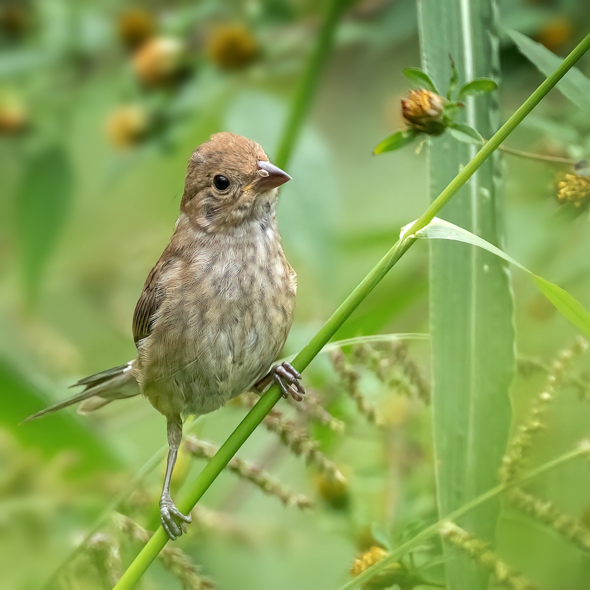 Passerin indigo - ML642400808