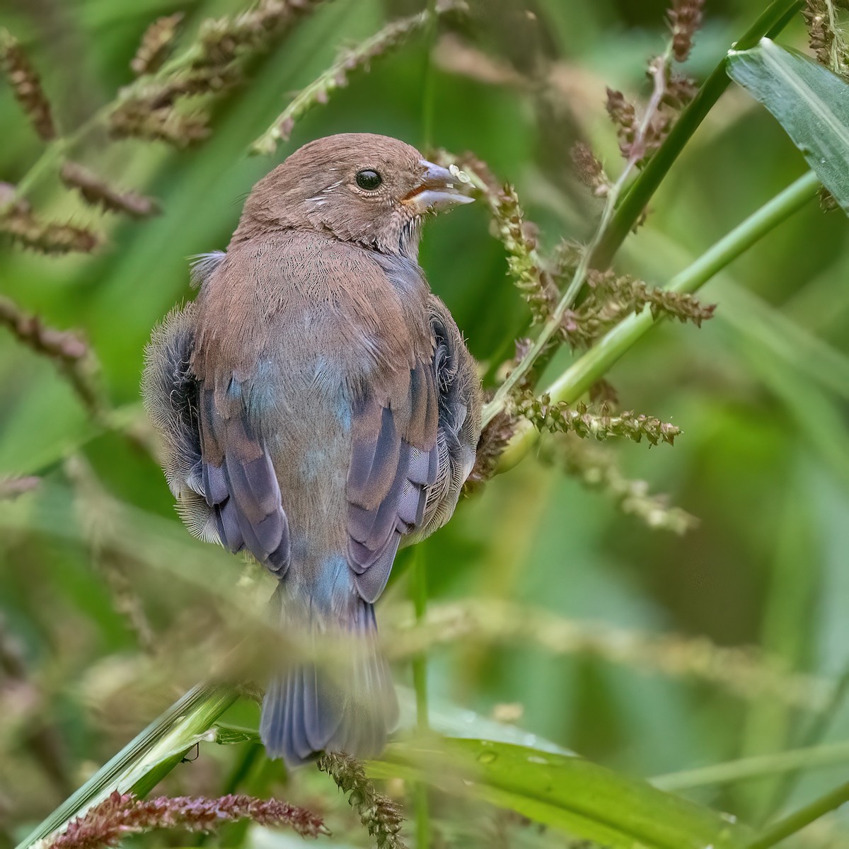 Passerin indigo - ML642400809