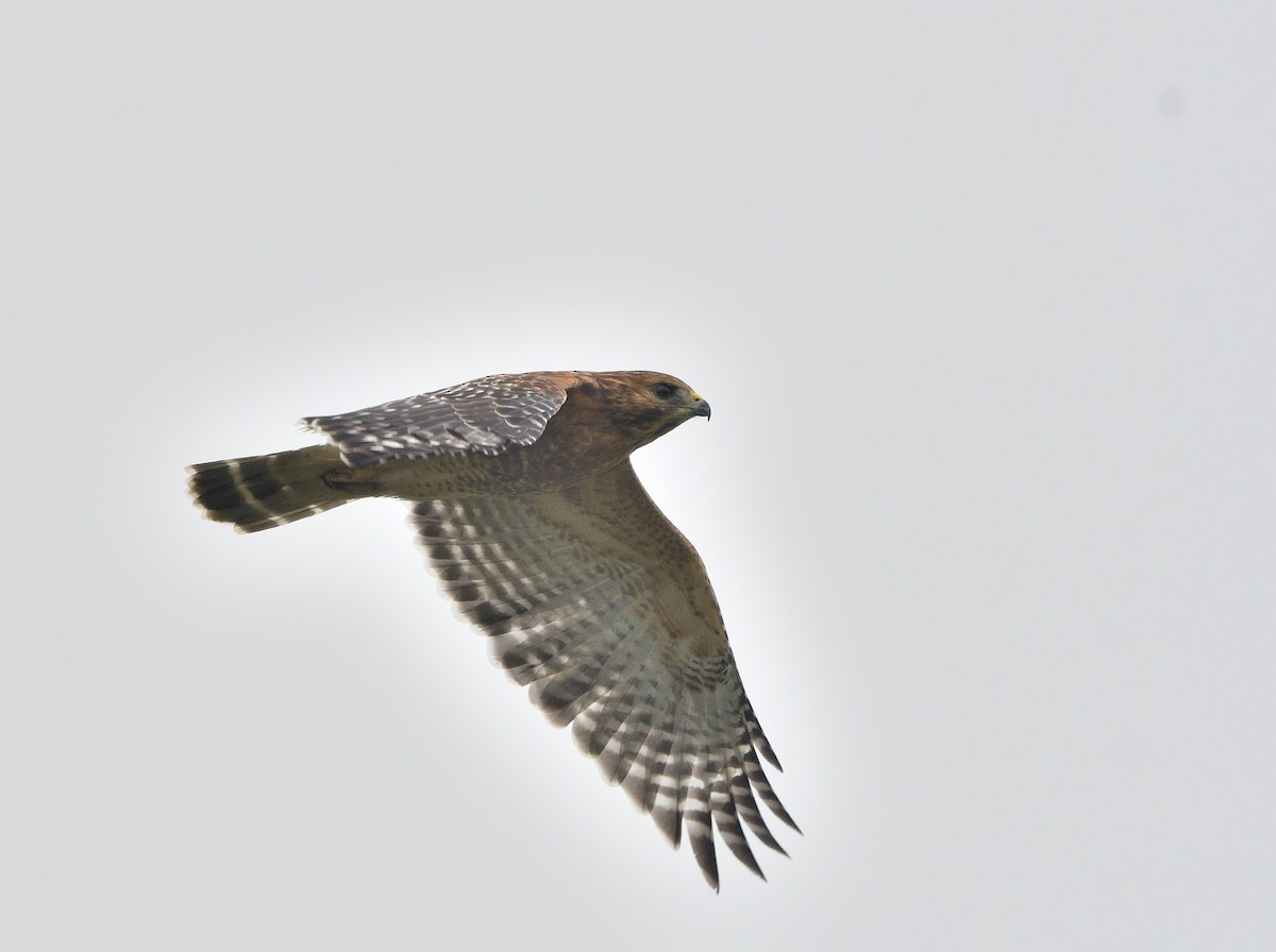 Red-shouldered Hawk - ML642400810