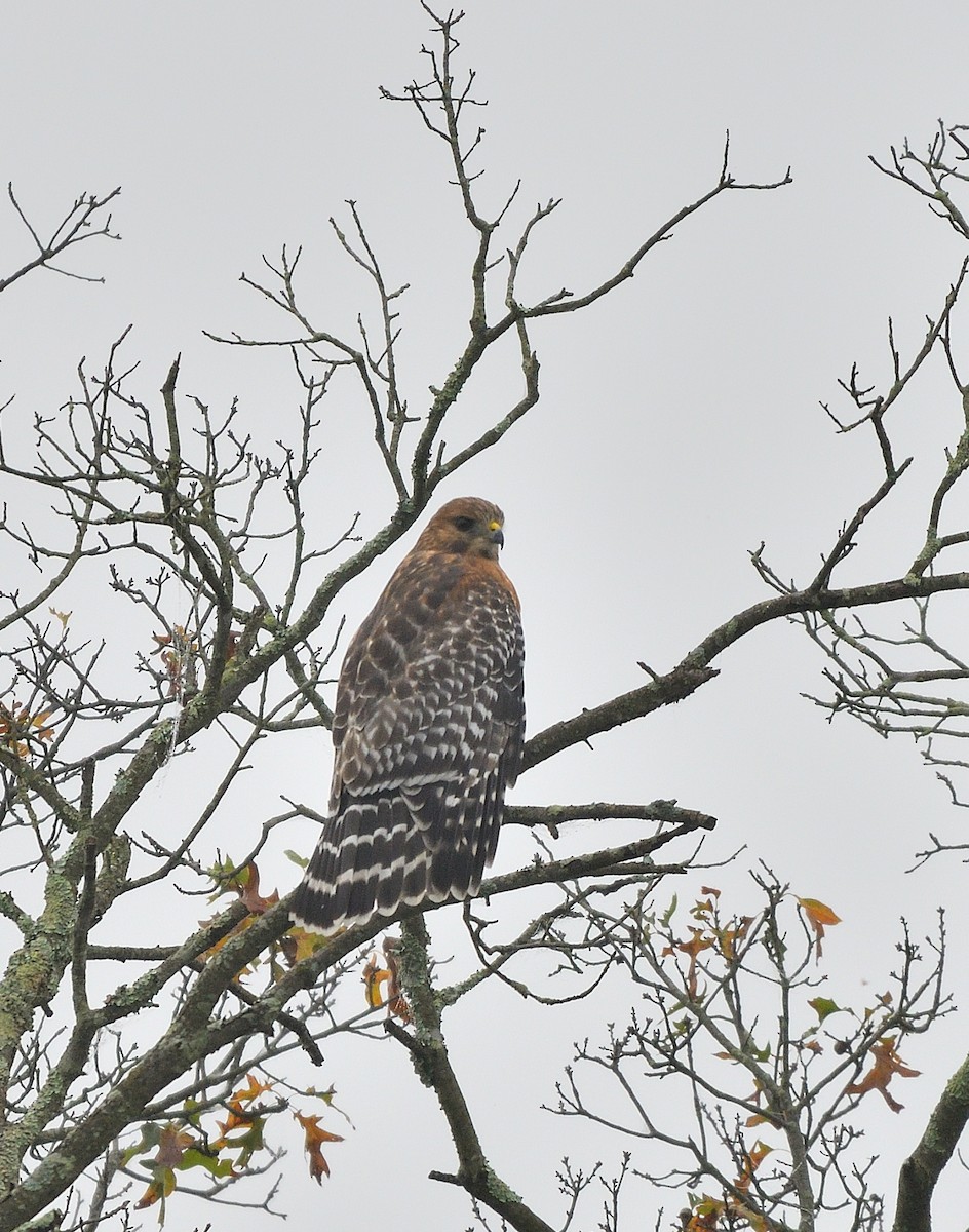 Red-shouldered Hawk - ML642400811
