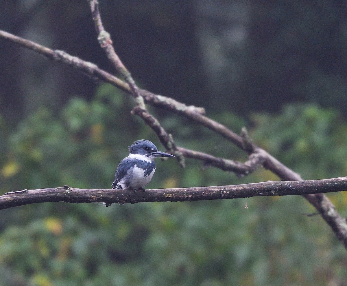 Belted Kingfisher - ML642400817