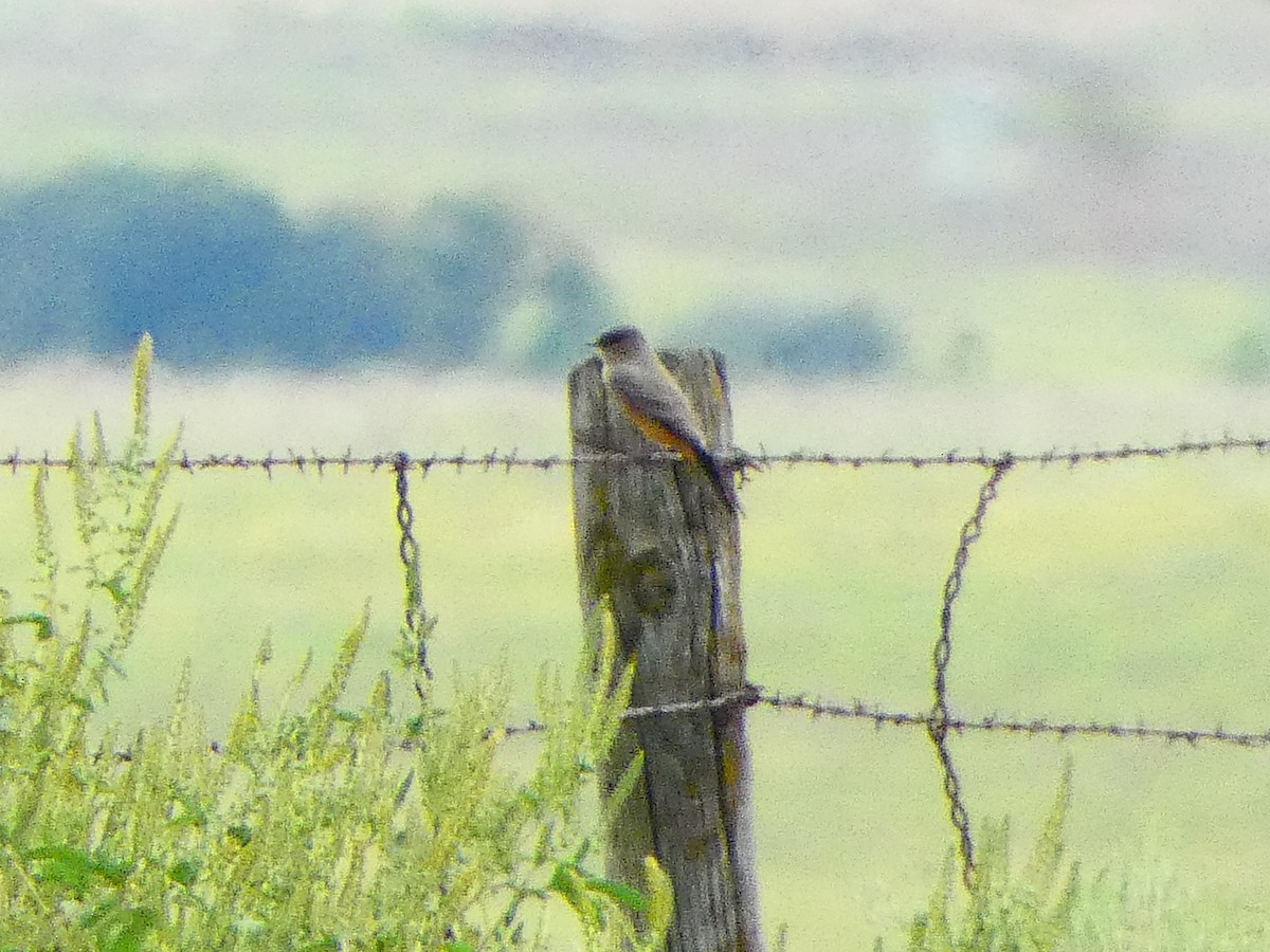 Say's Phoebe - ML642400818