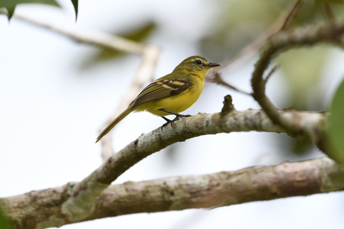 Yellow Tyrannulet - ML642400832