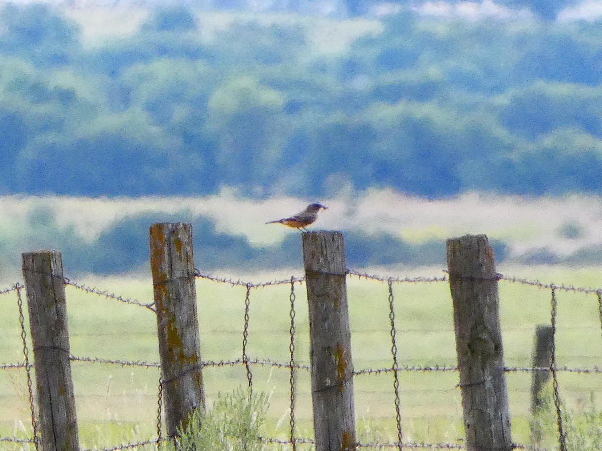 Say's Phoebe - ML642400844