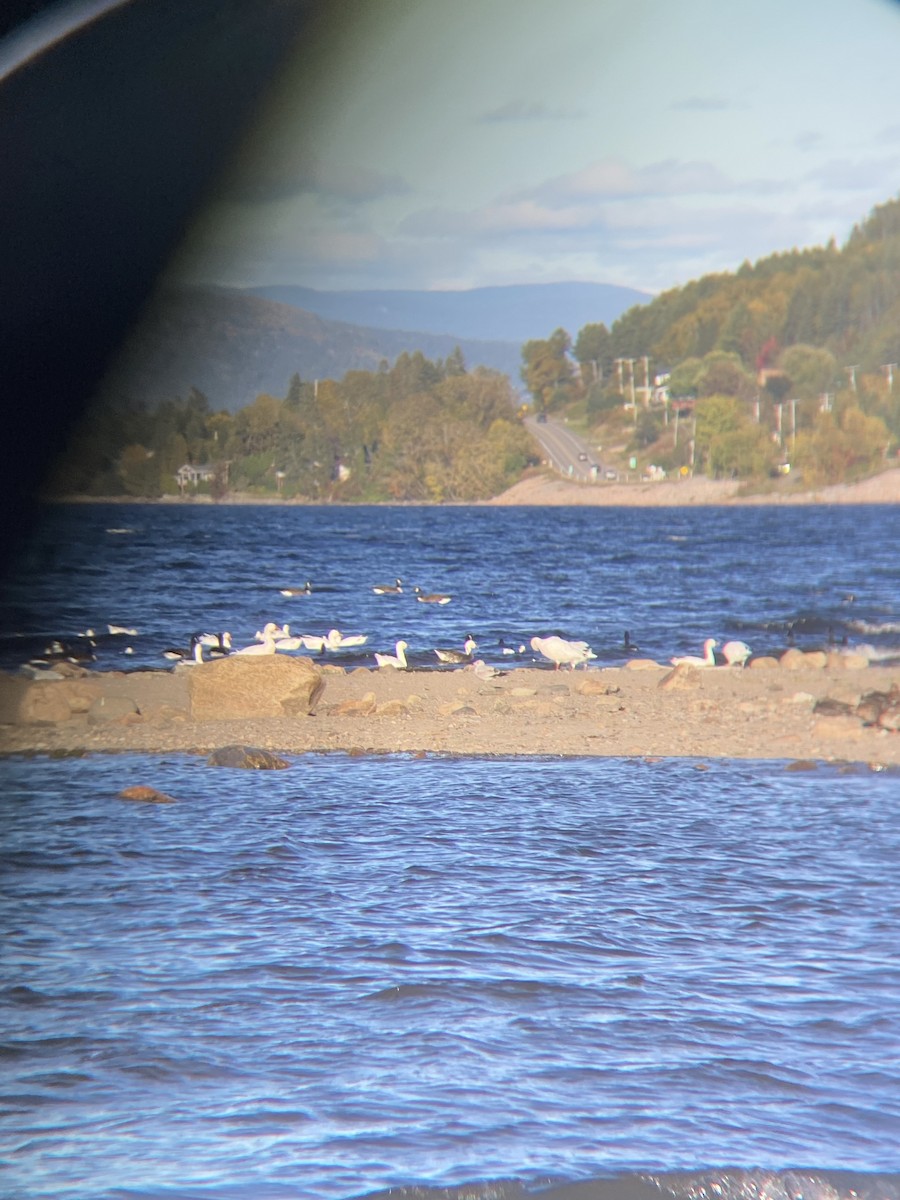 Snow Goose - ML642400889