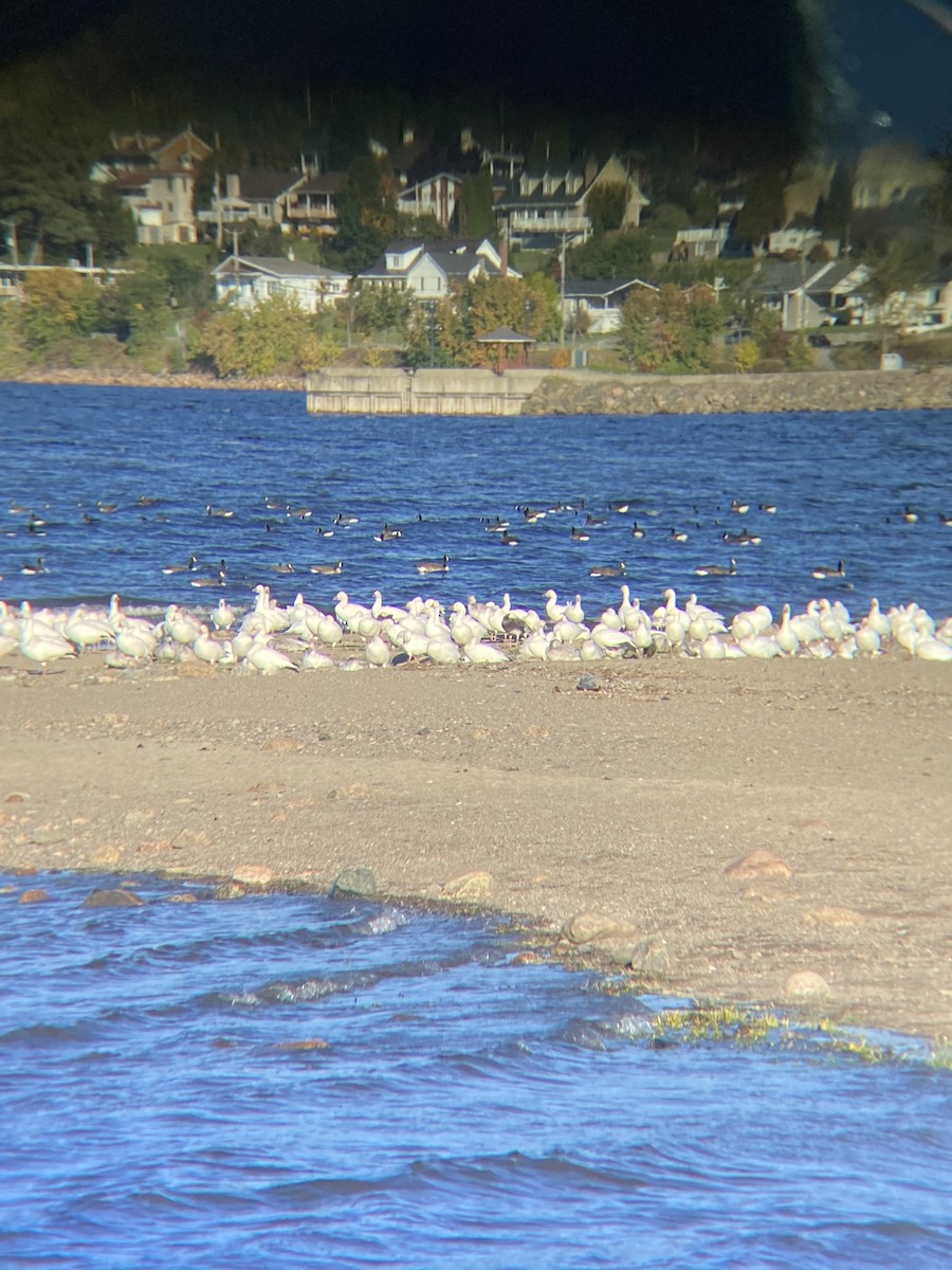 Snow Goose - ML642400890