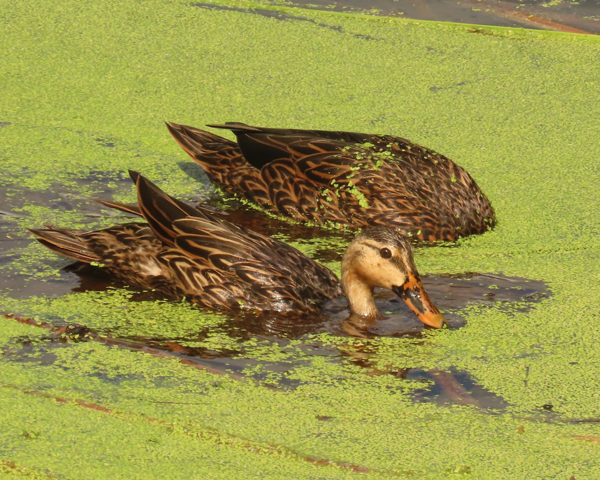 Mallard x Mottled Duck (hybrid) - ML642400898