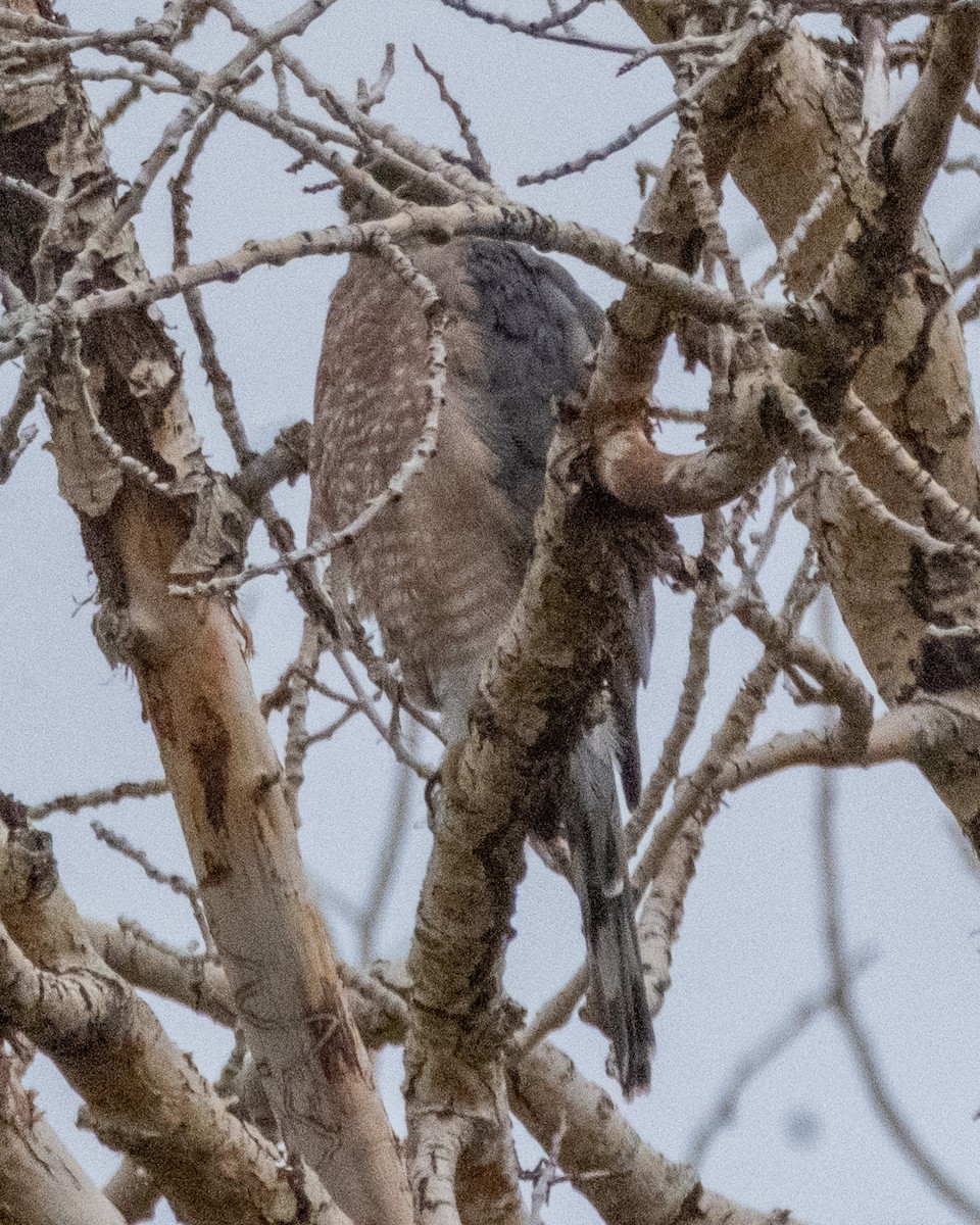 Sharp-shinned/Cooper's Hawk - ML642400906