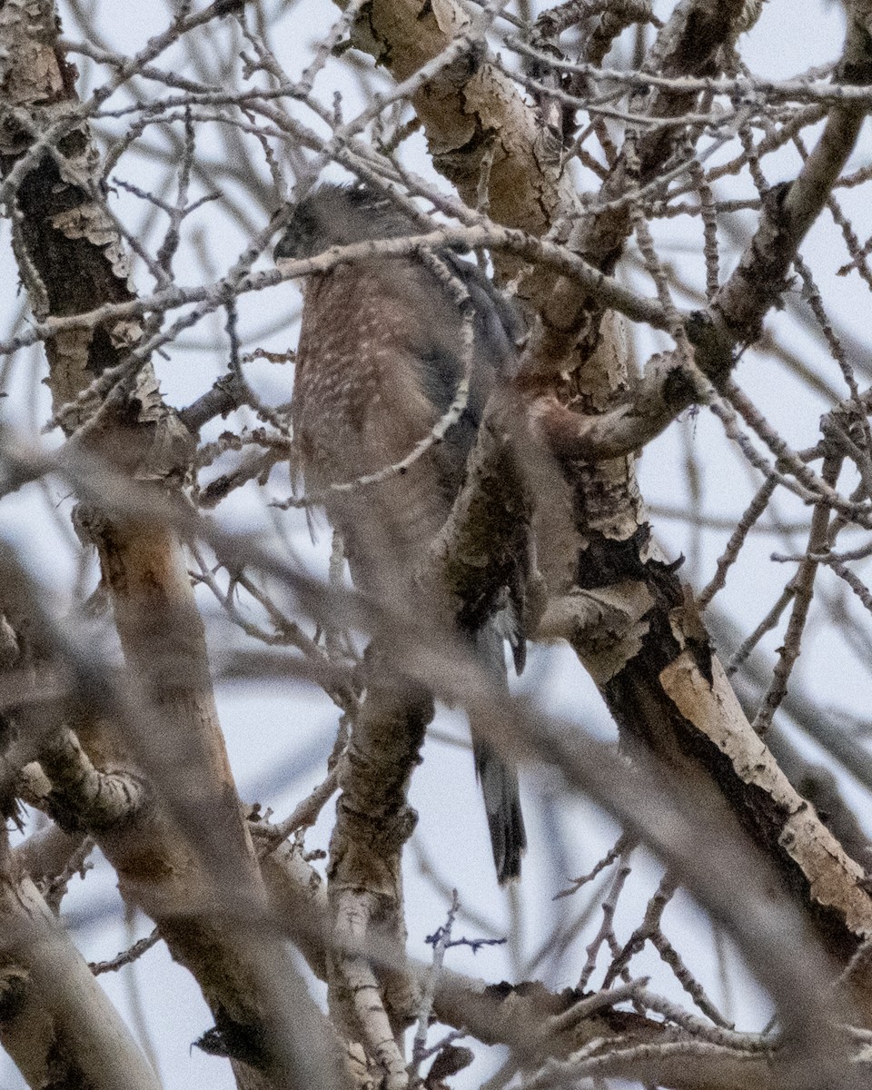 Sharp-shinned/Cooper's Hawk - ML642400907