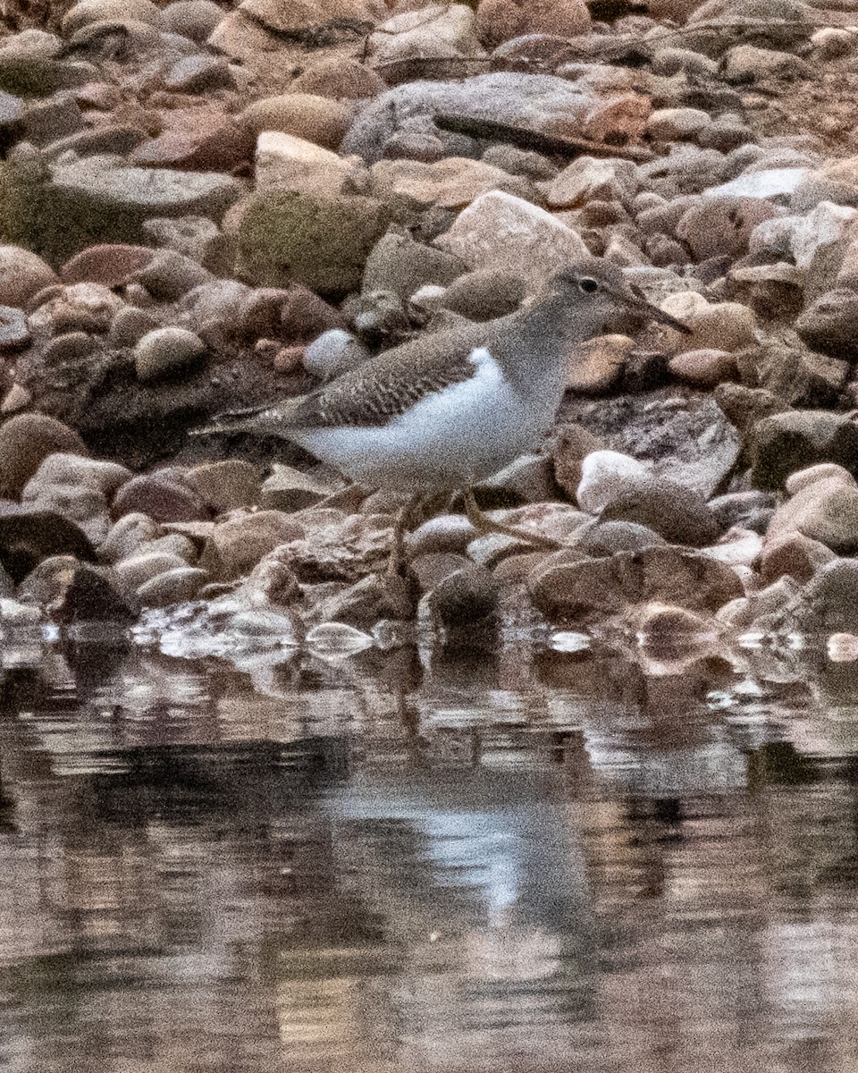 Spotted Sandpiper - ML642400914