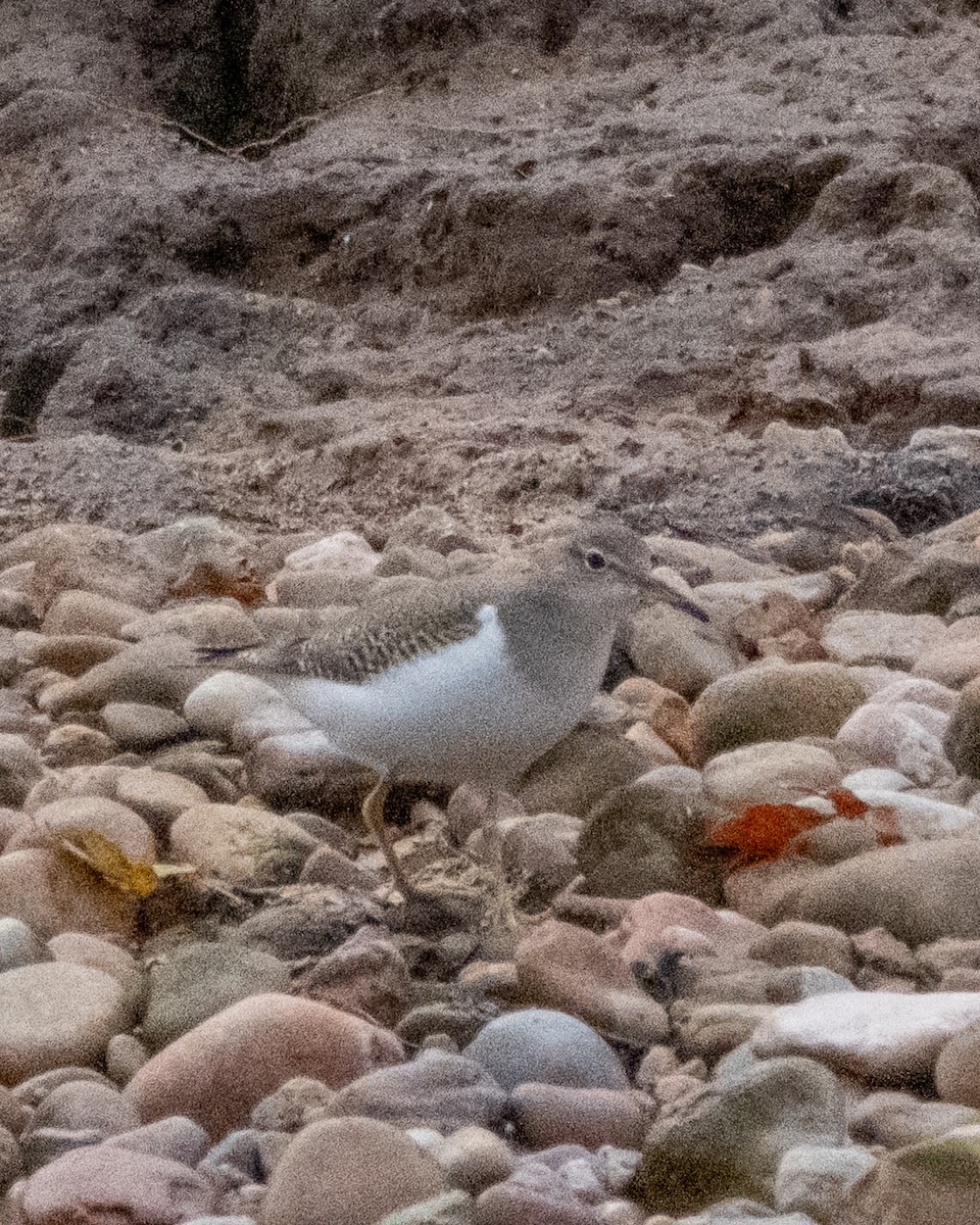 Spotted Sandpiper - ML642400915