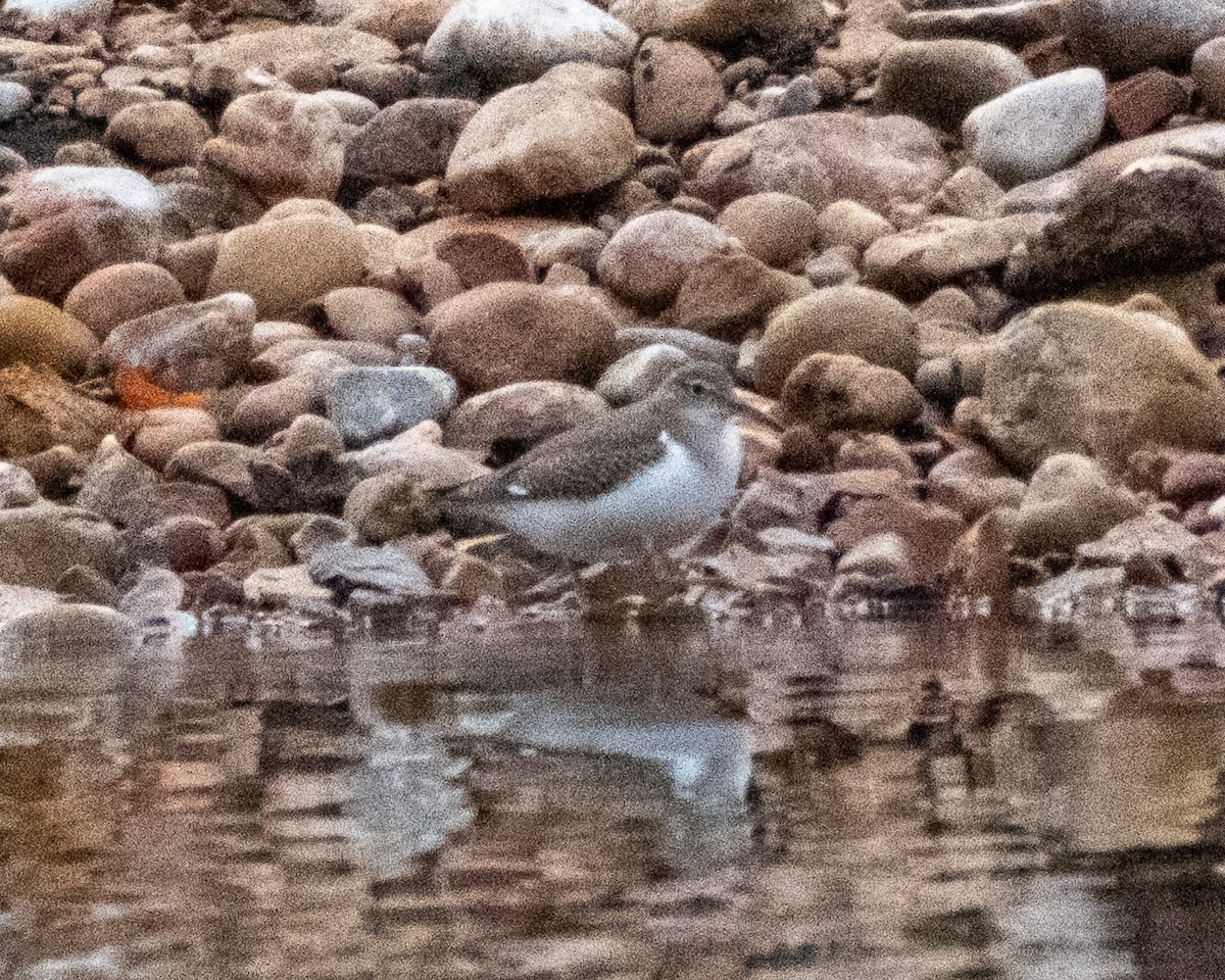 Spotted Sandpiper - ML642400916