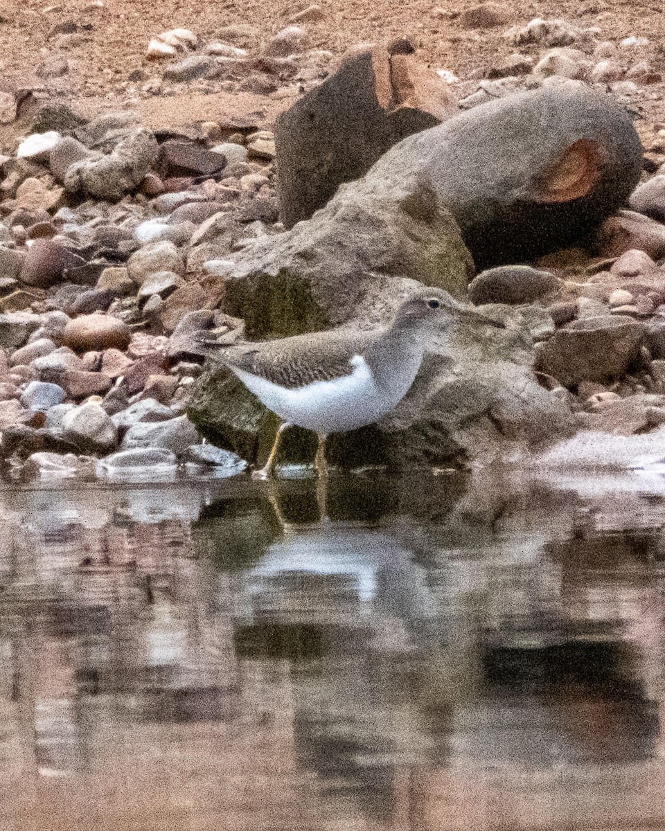 Spotted Sandpiper - ML642400917