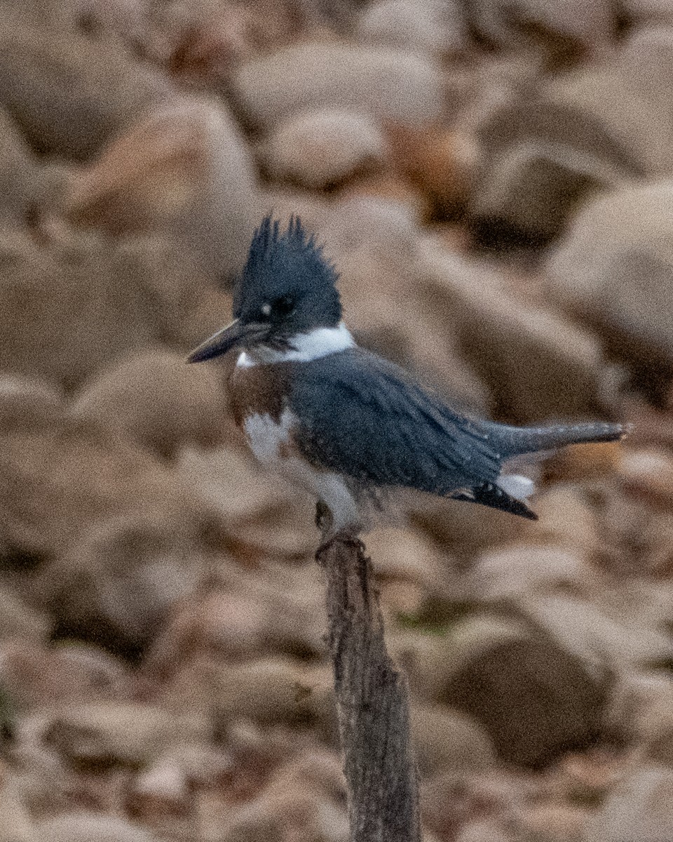 Belted Kingfisher - ML642400925