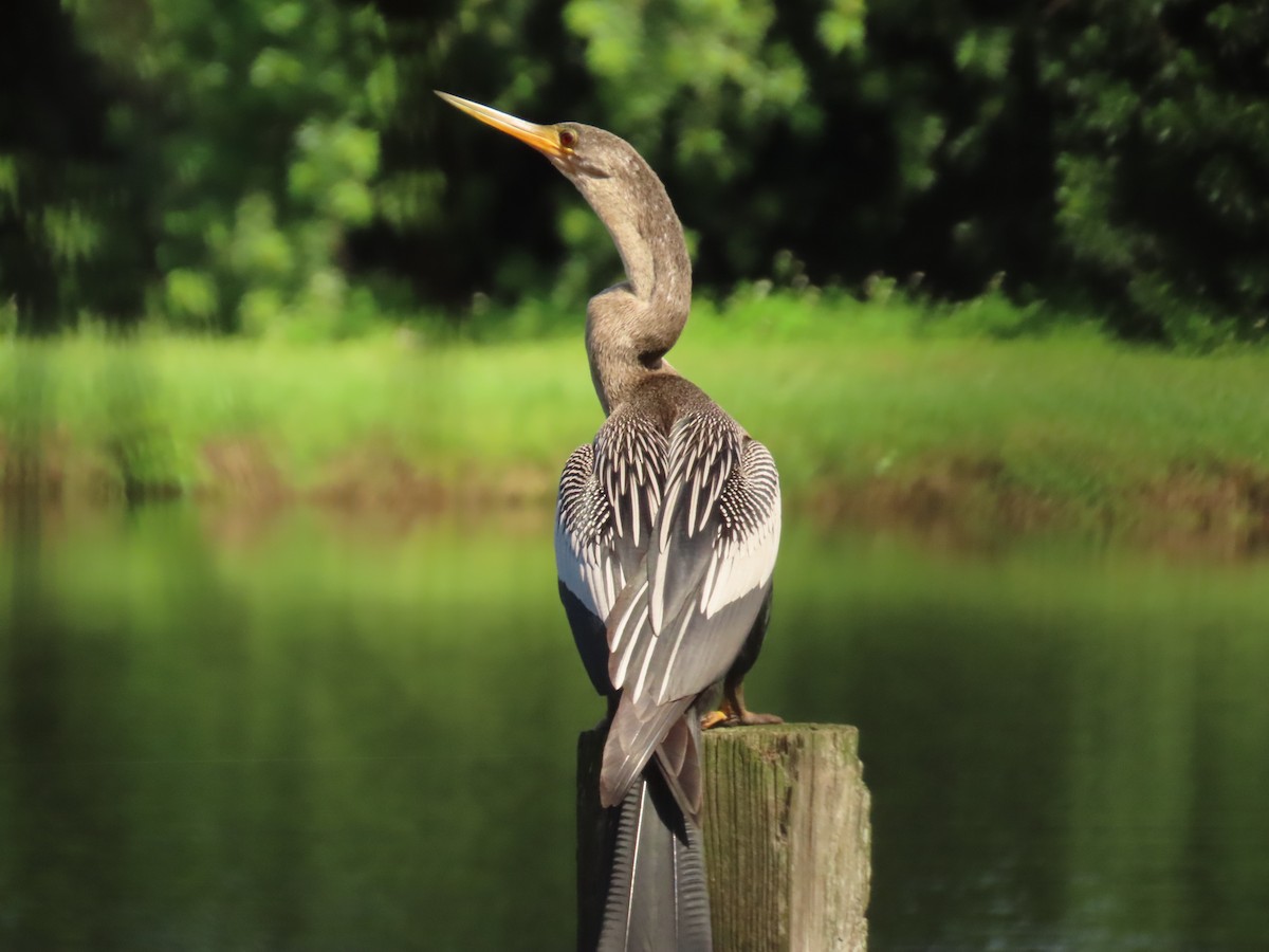Anhinga - ML642400927