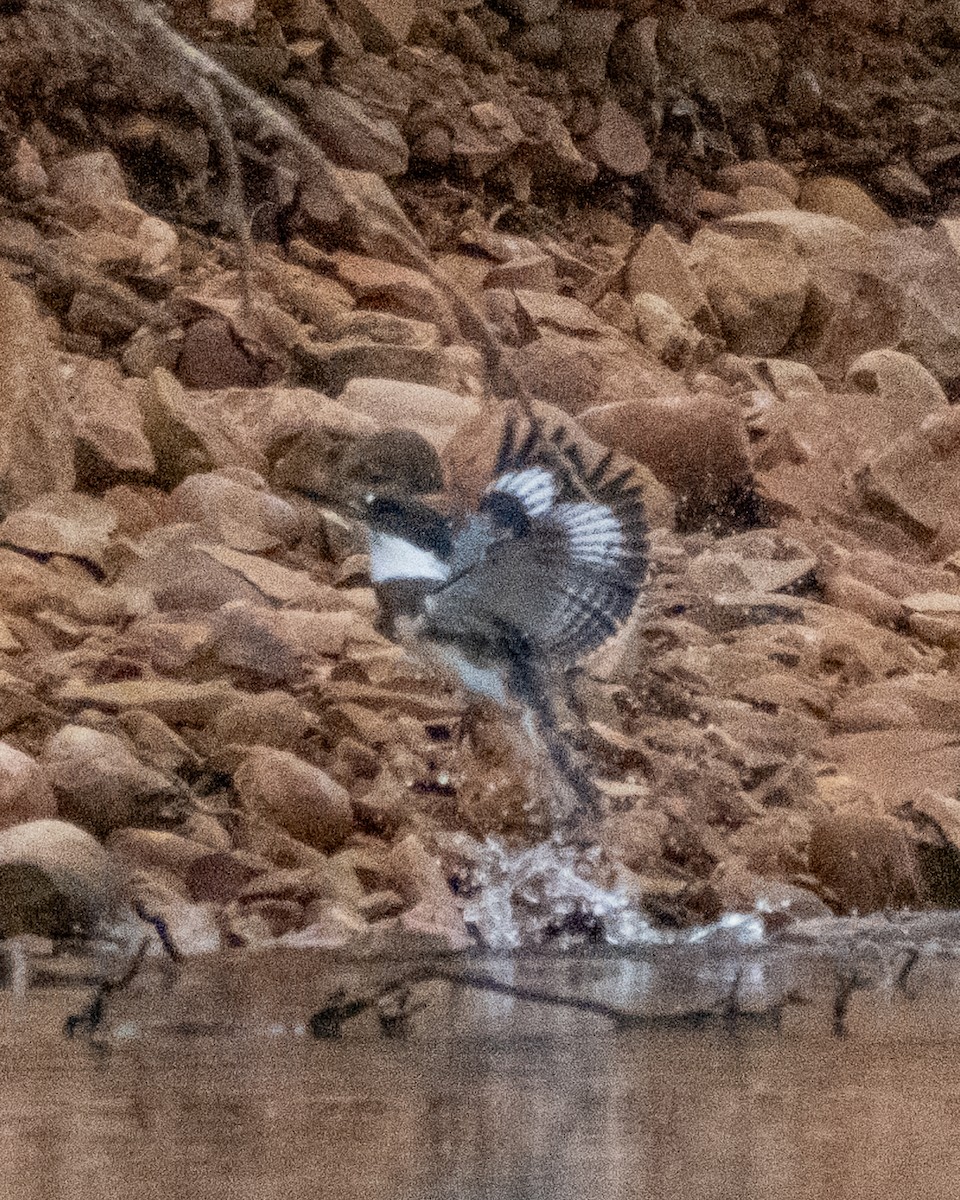 Belted Kingfisher - ML642400928