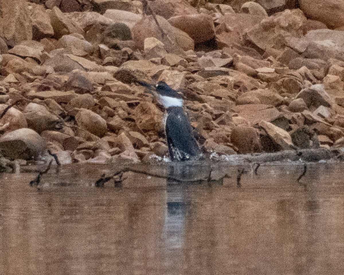 Belted Kingfisher - ML642400929