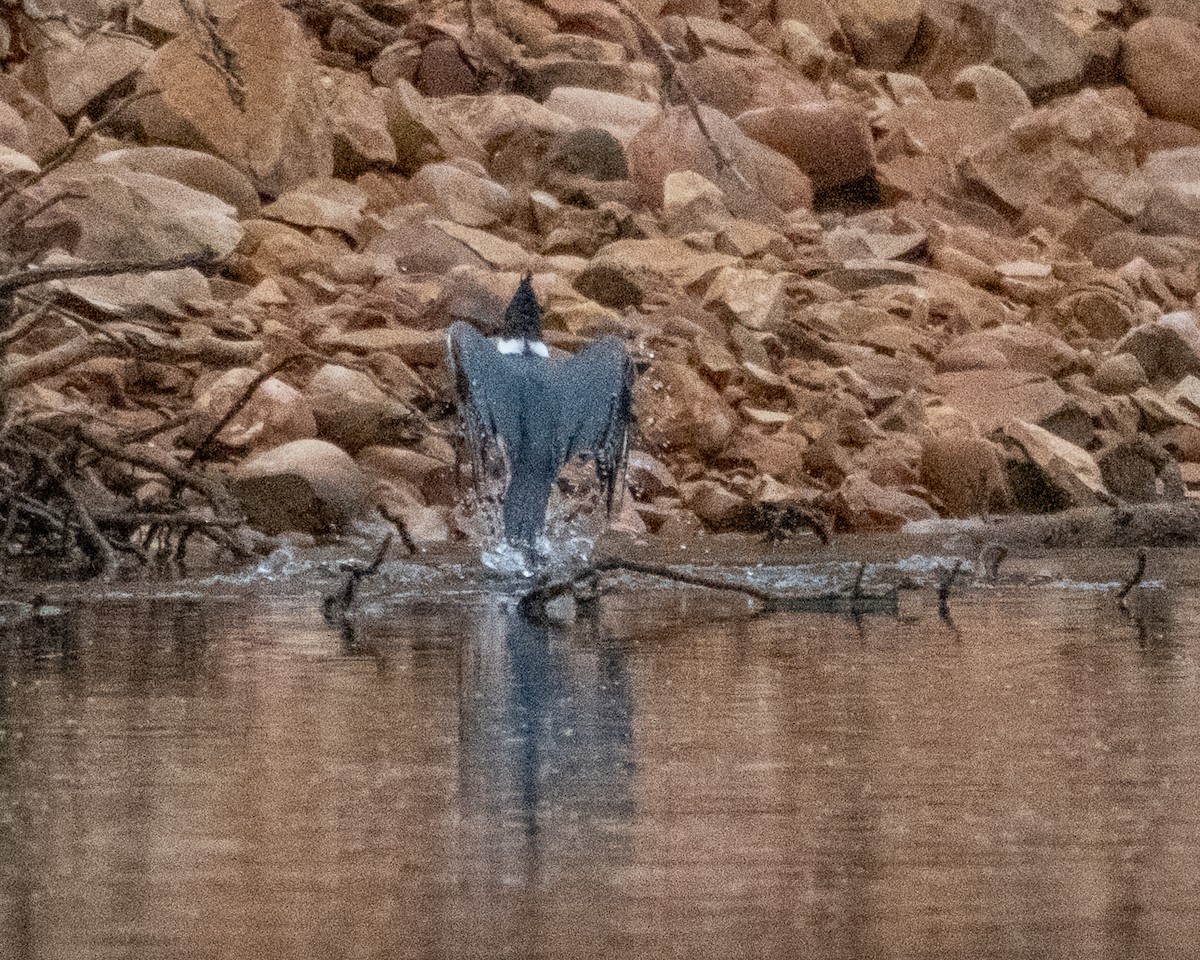 Belted Kingfisher - ML642400930