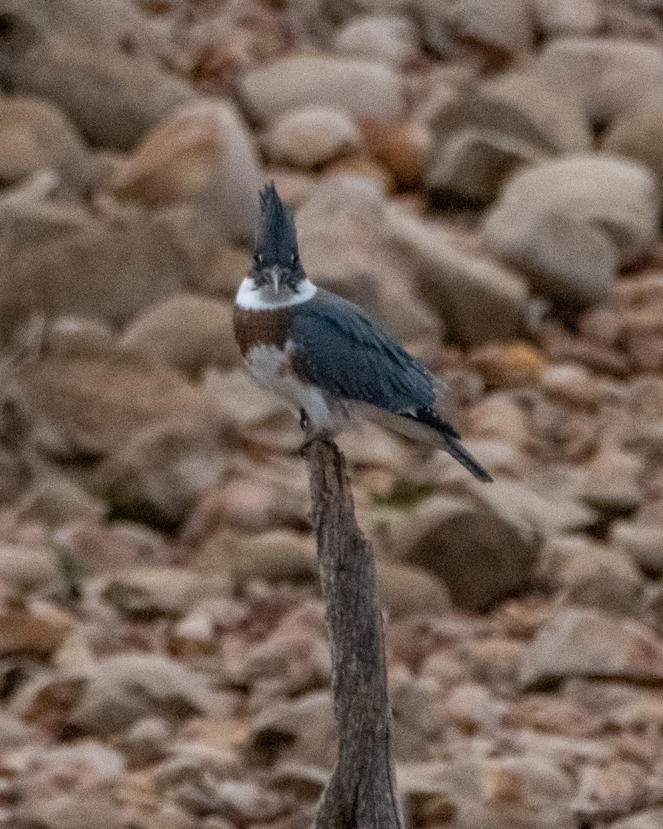 Belted Kingfisher - ML642400931
