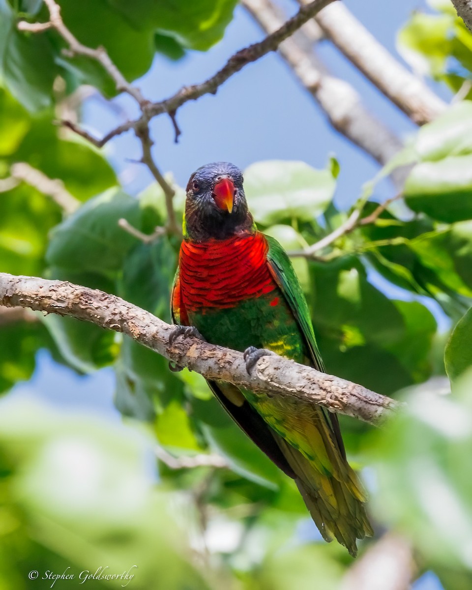 Coconut Lorikeet - ML642400933