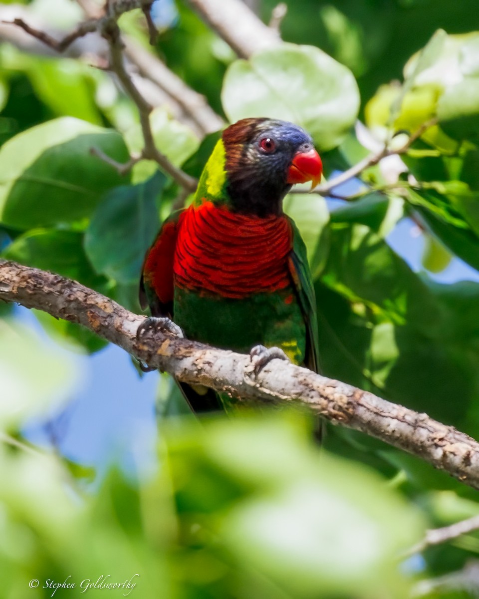 Coconut Lorikeet - ML642400934