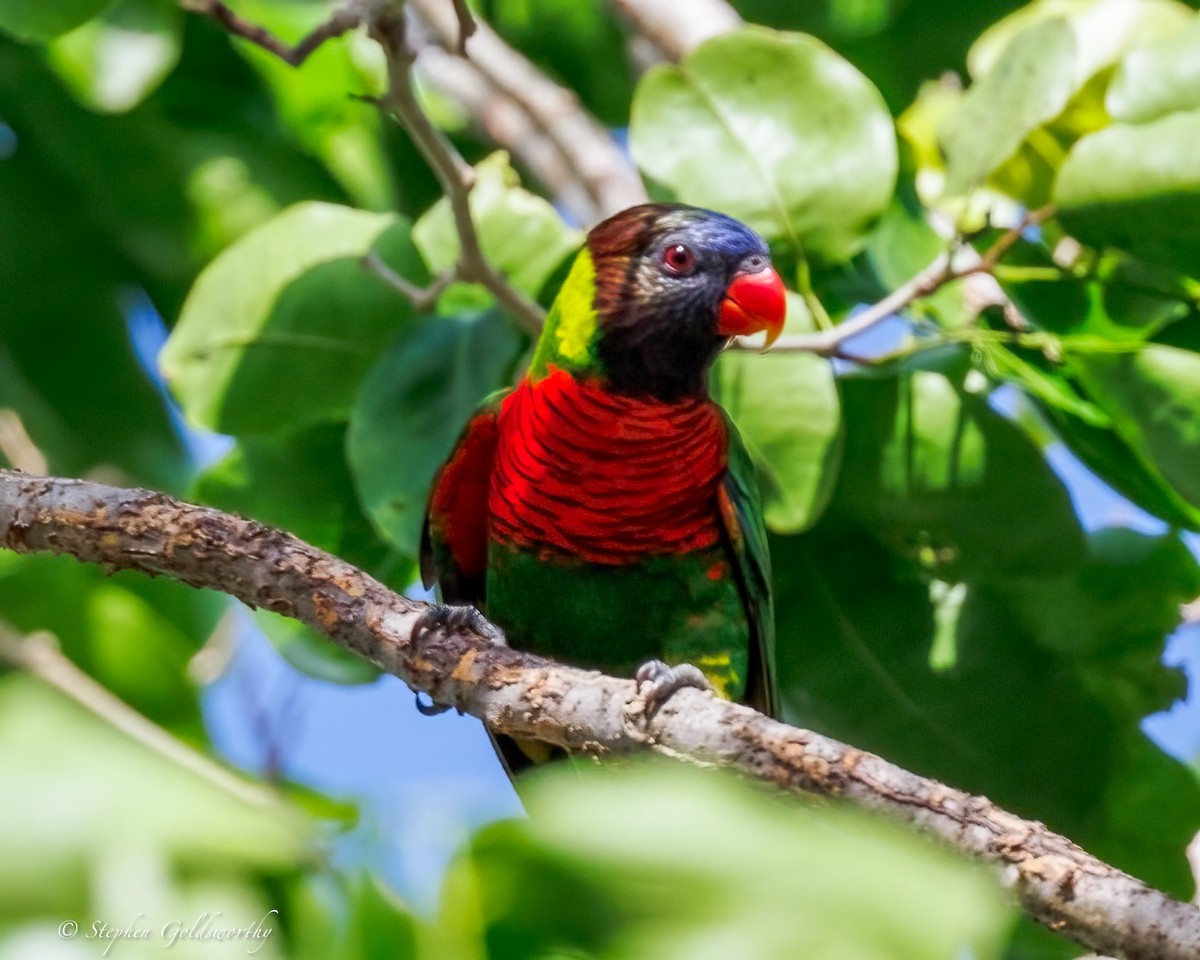 Coconut Lorikeet - ML642400935