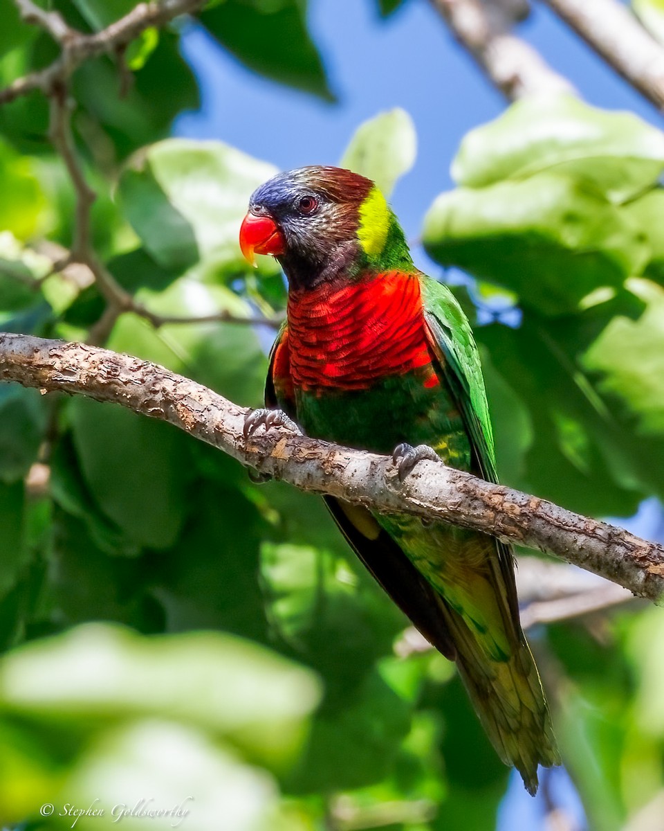 Coconut Lorikeet - ML642400936