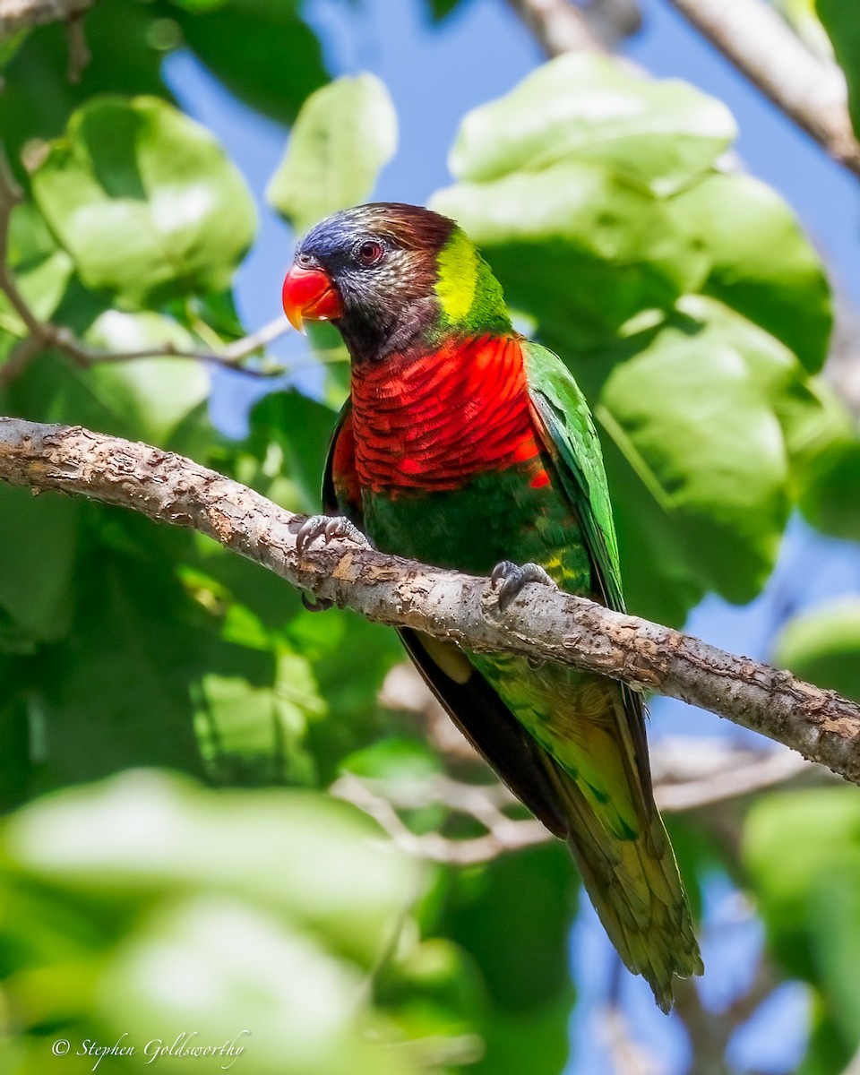 Coconut Lorikeet - ML642400937