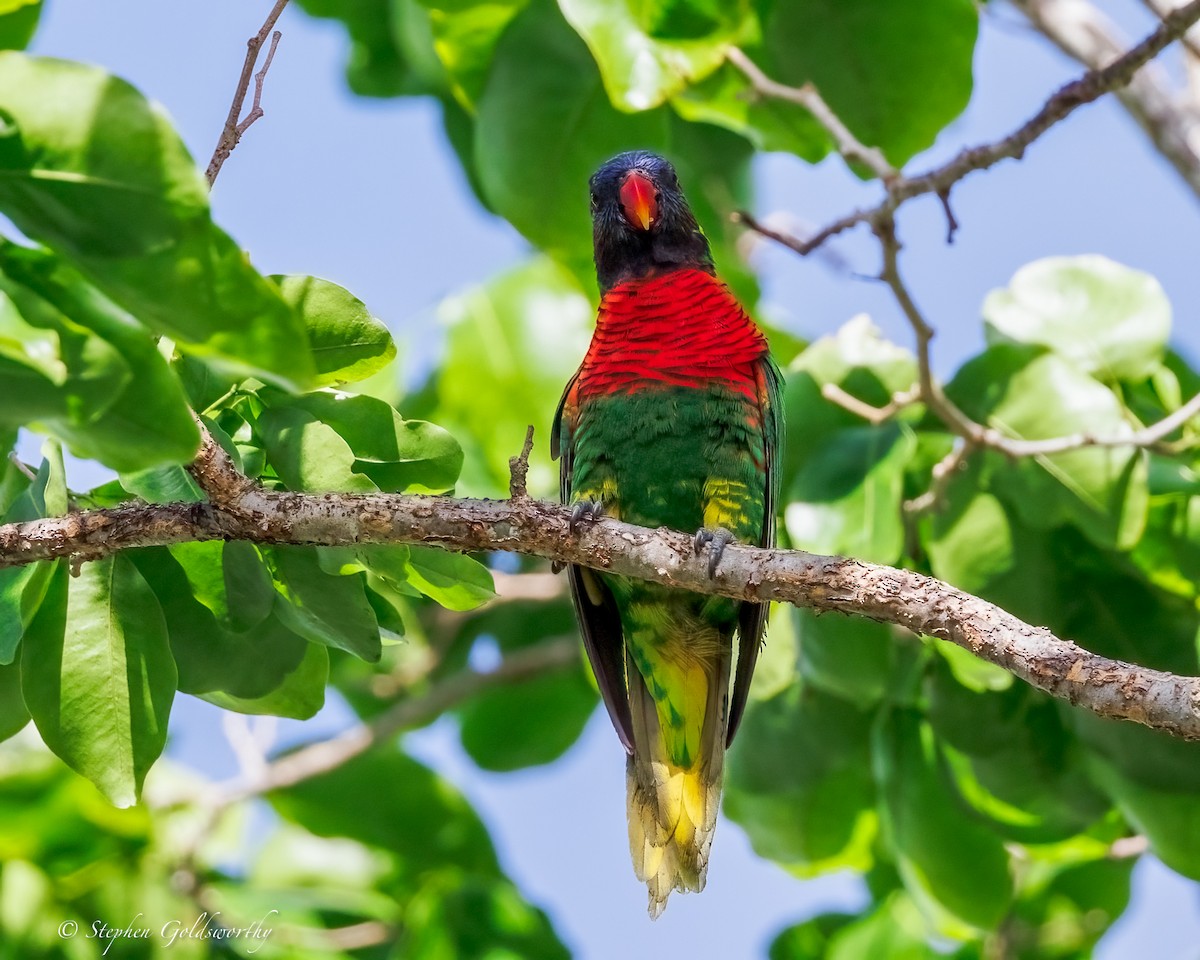 Coconut Lorikeet - ML642400938