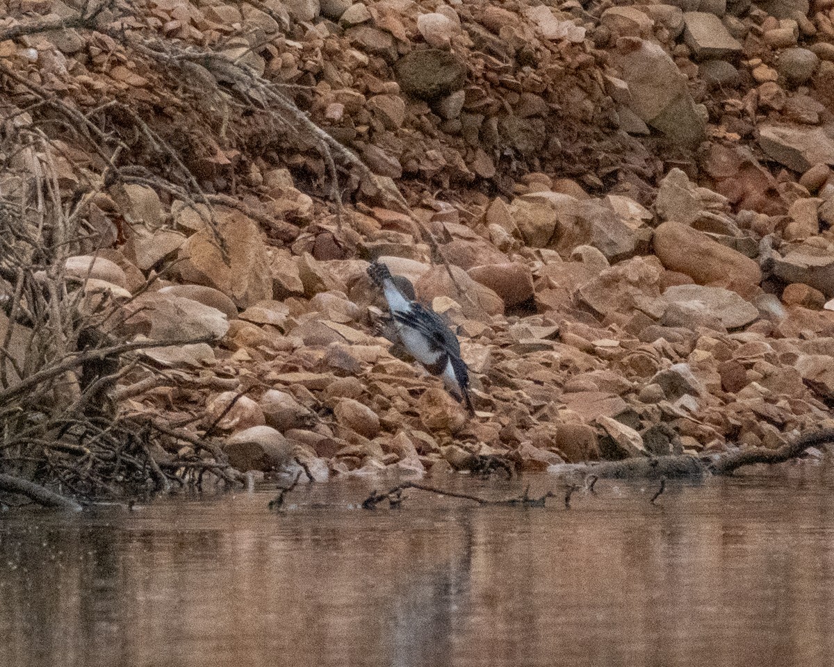 Belted Kingfisher - ML642400942