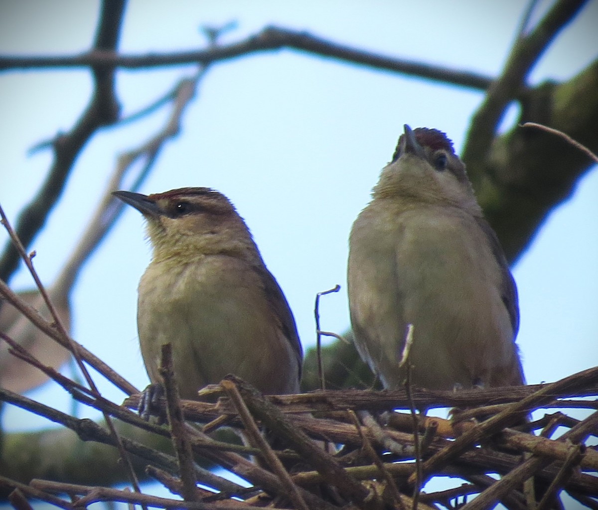 Rufous-fronted Thornbird - ML642400962