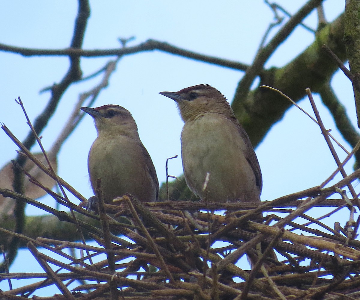 Rufous-fronted Thornbird - ML642400964