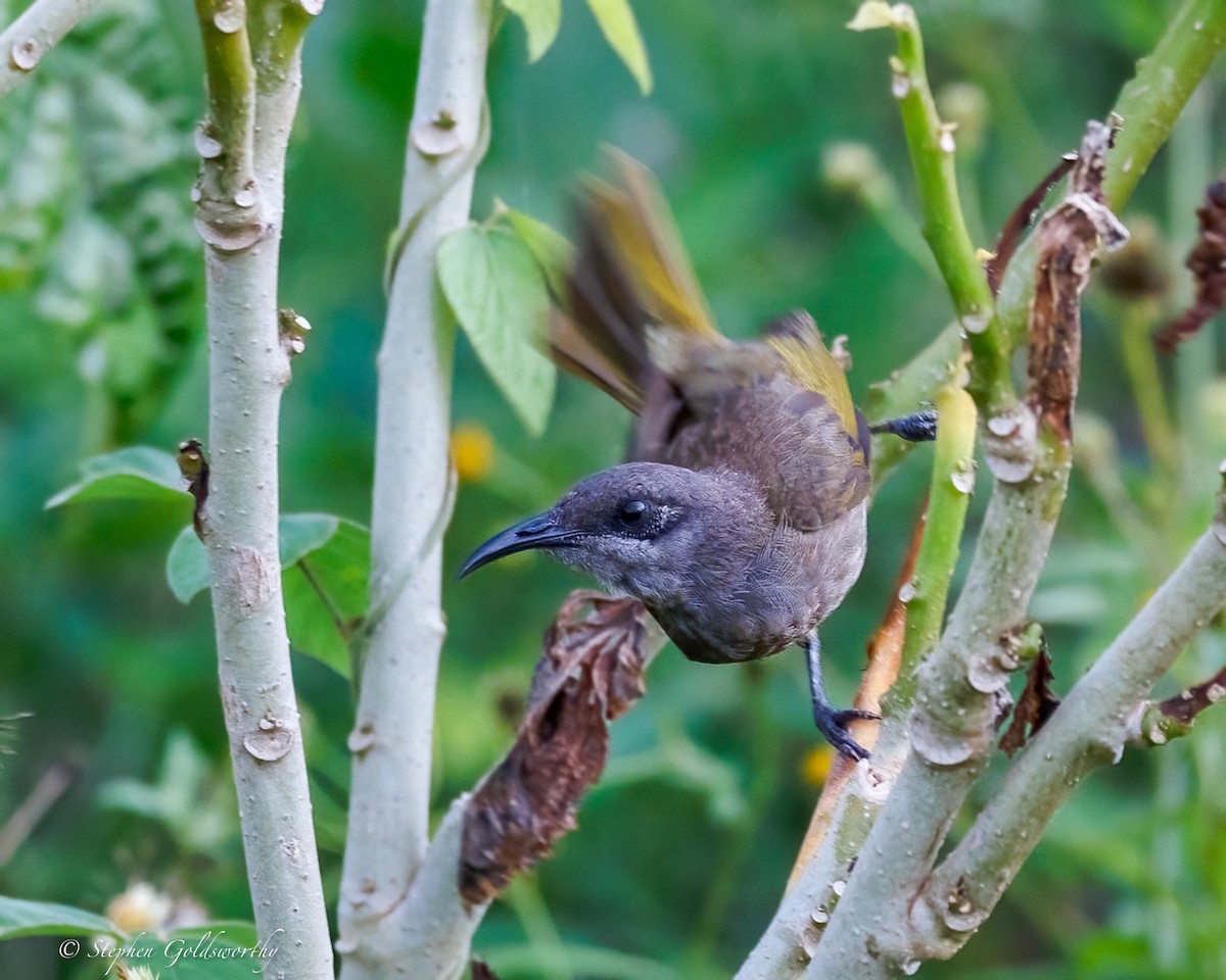 Dark-brown Honeyeater - ML642400965